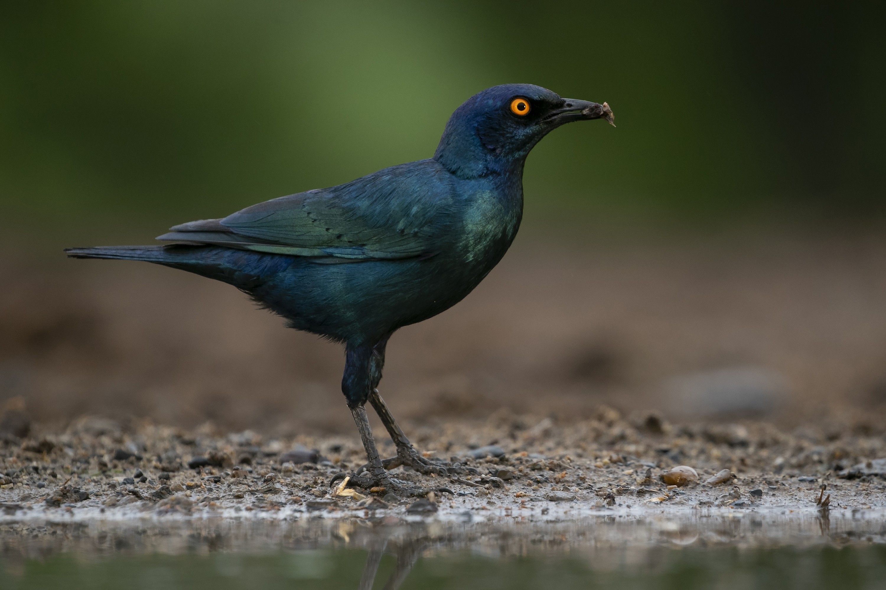 Cape Glossy Starling
