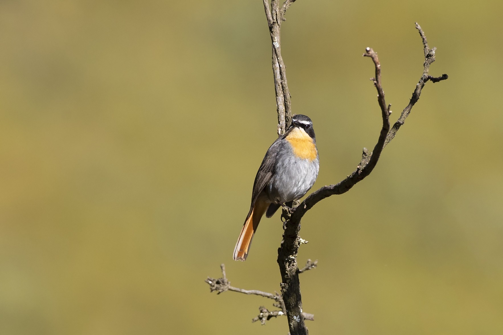 Cape Robin-chat