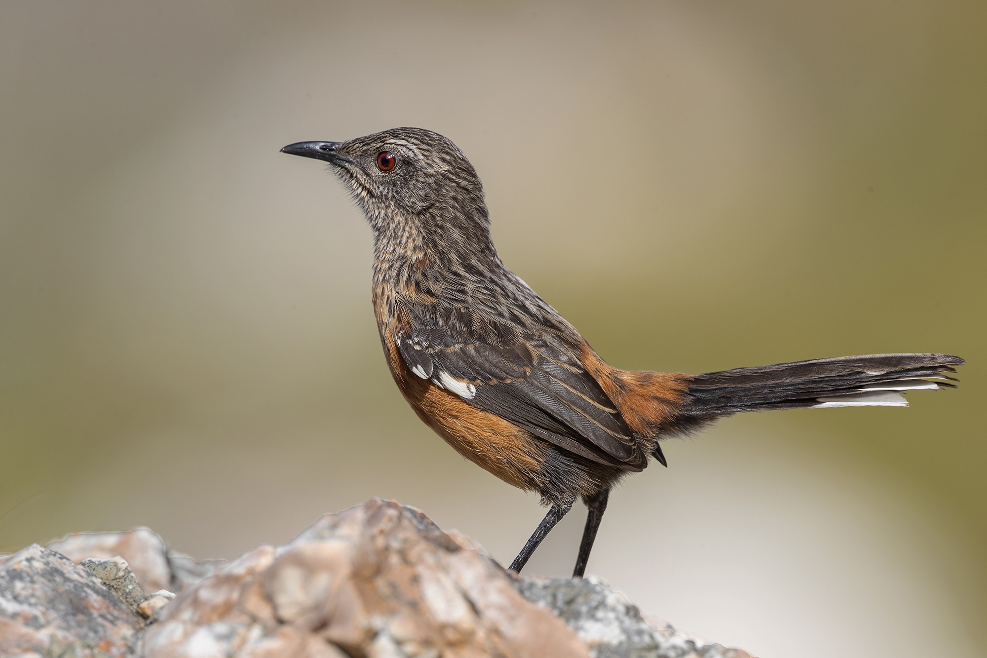 Cape Rockjumper