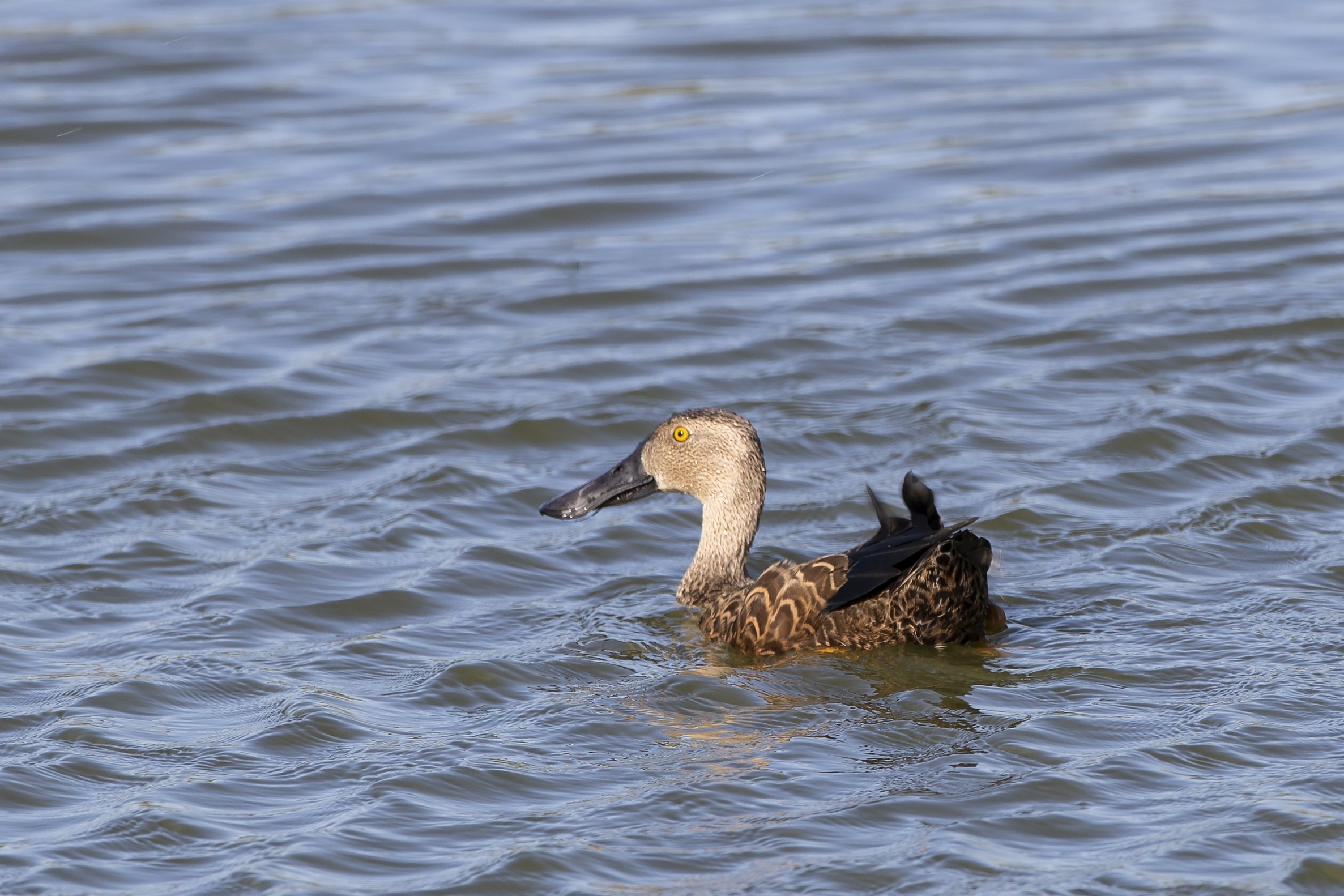Cape Shoveler — Ana fotoğraf