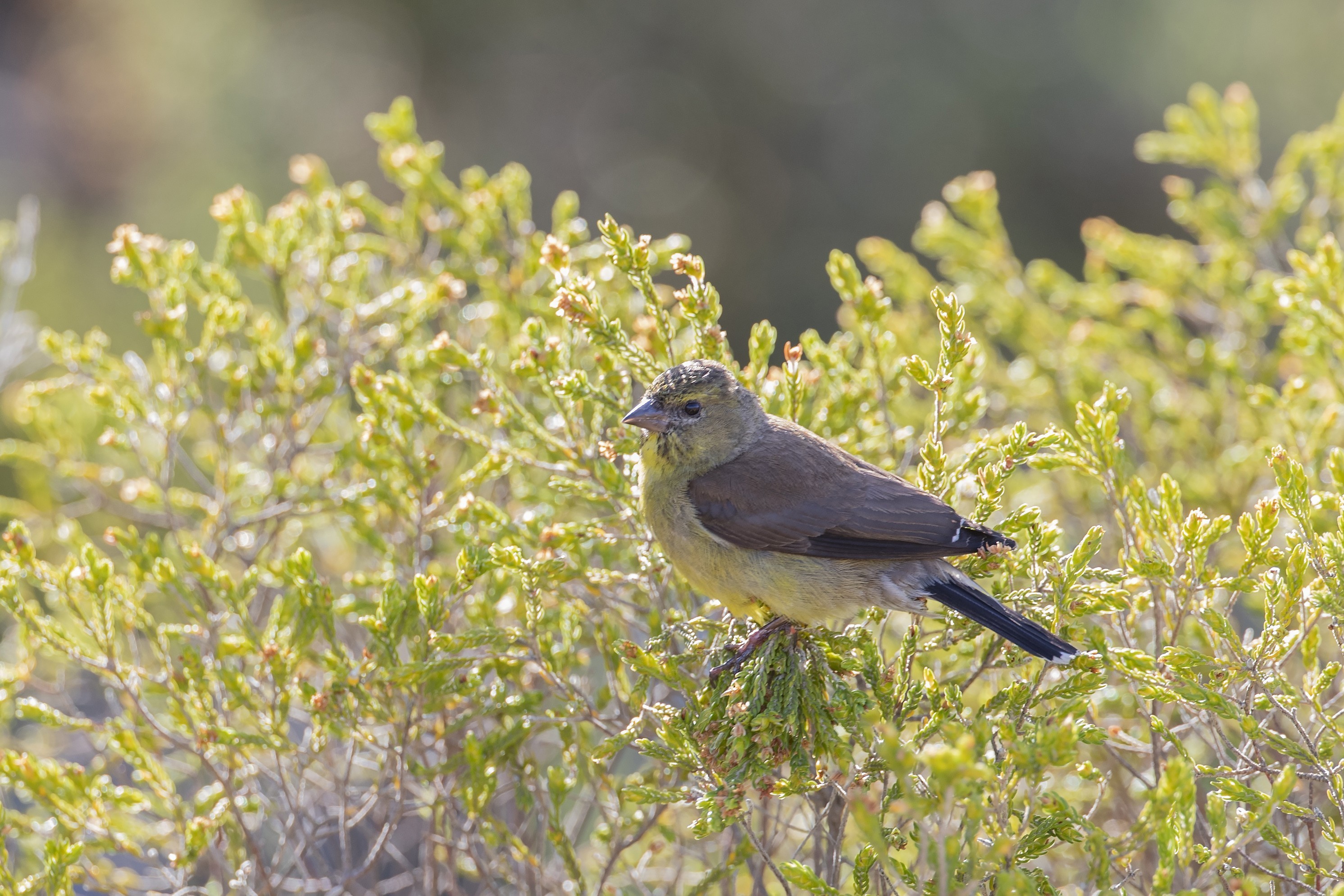 Cape Siskin