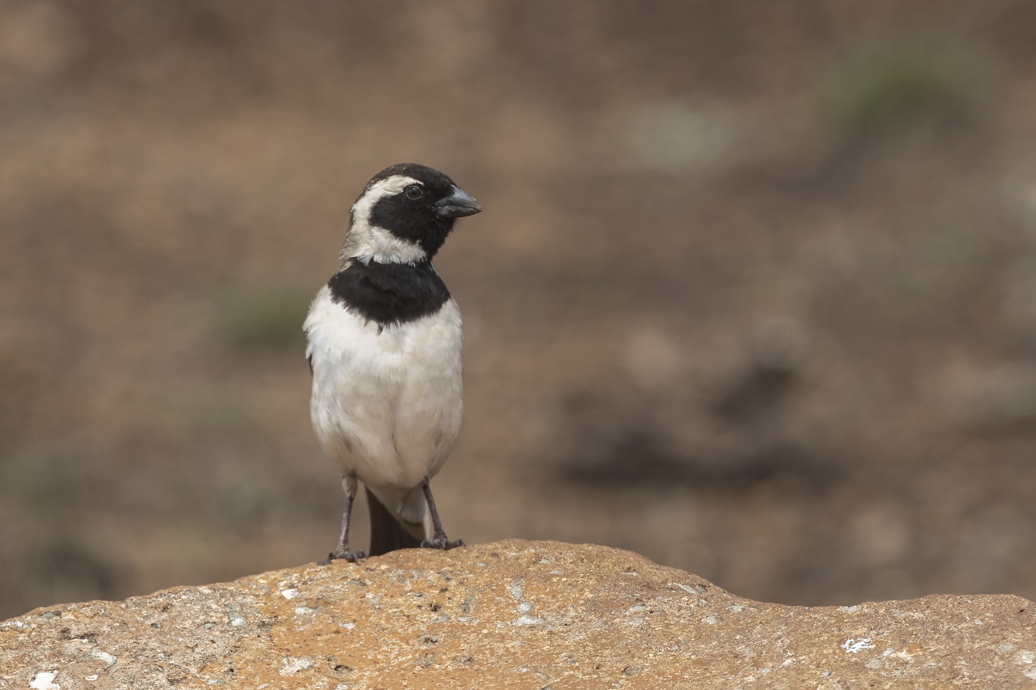 Cape Sparrow