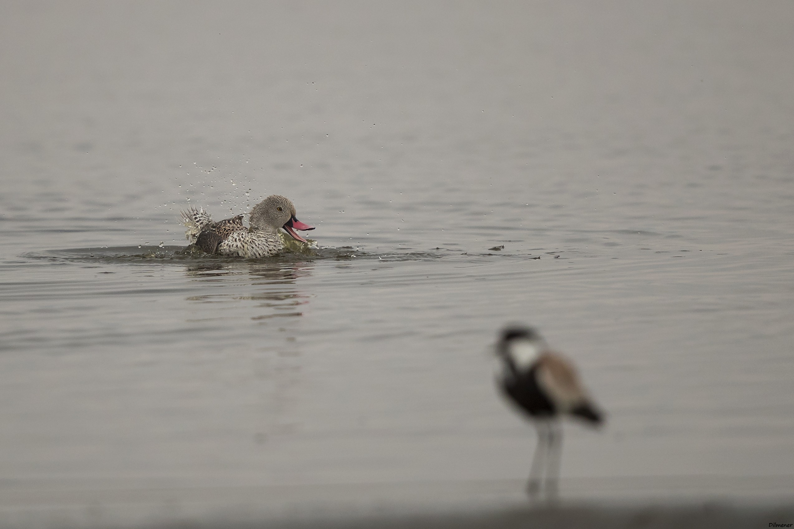 Cape Teal