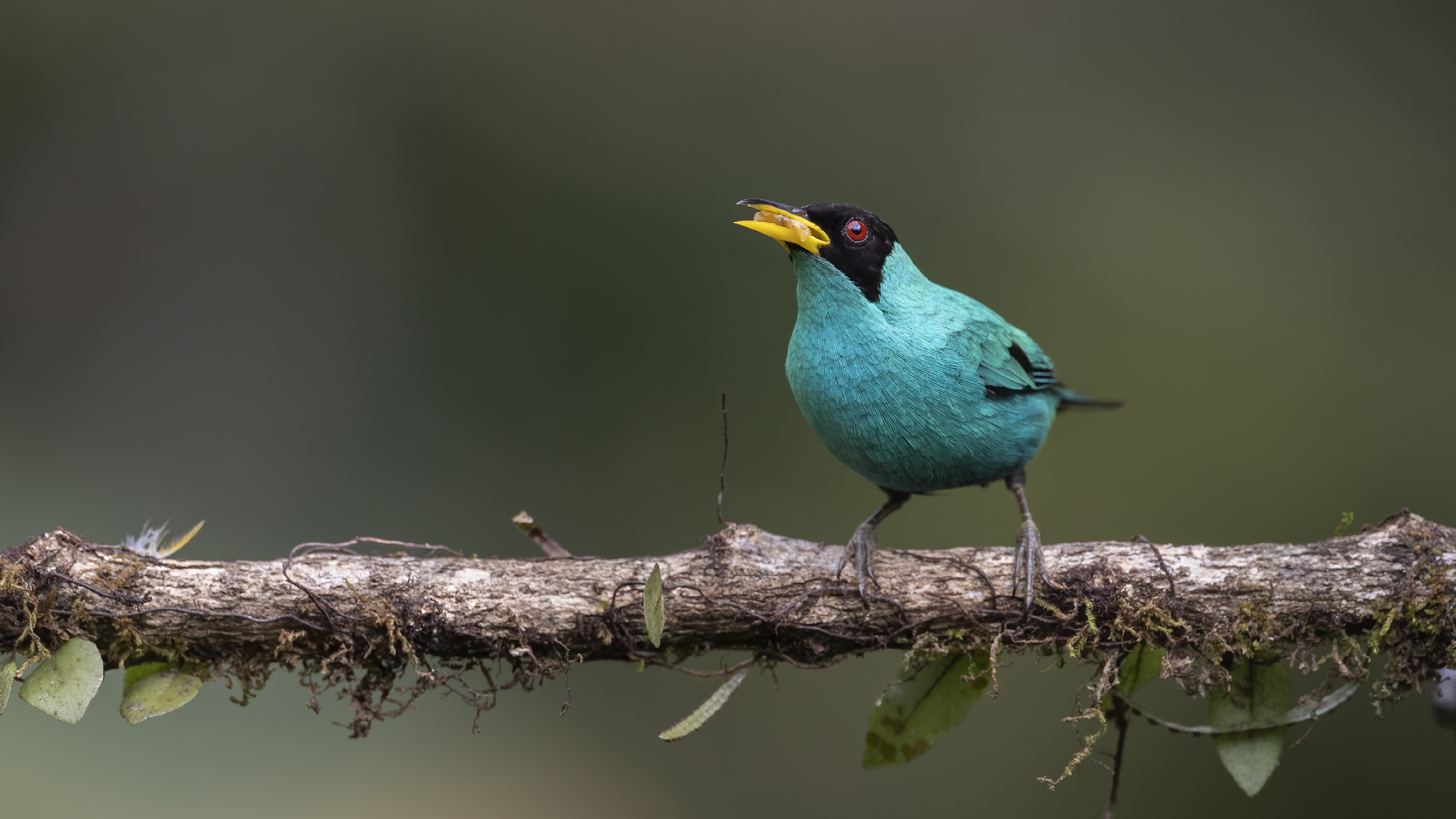 Green Honeycreeper