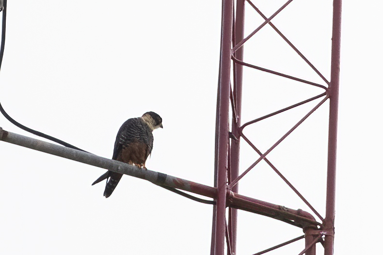 Orange-breasted Falcon