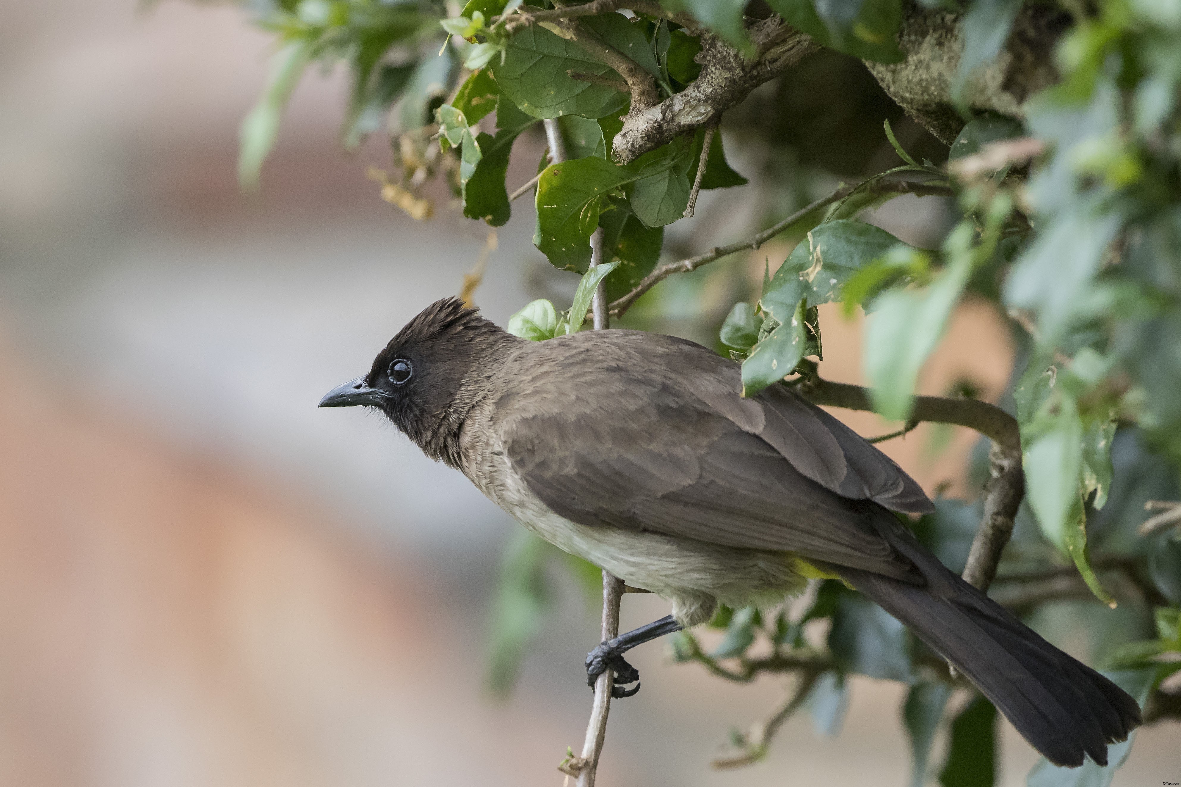 Common Bulbul
