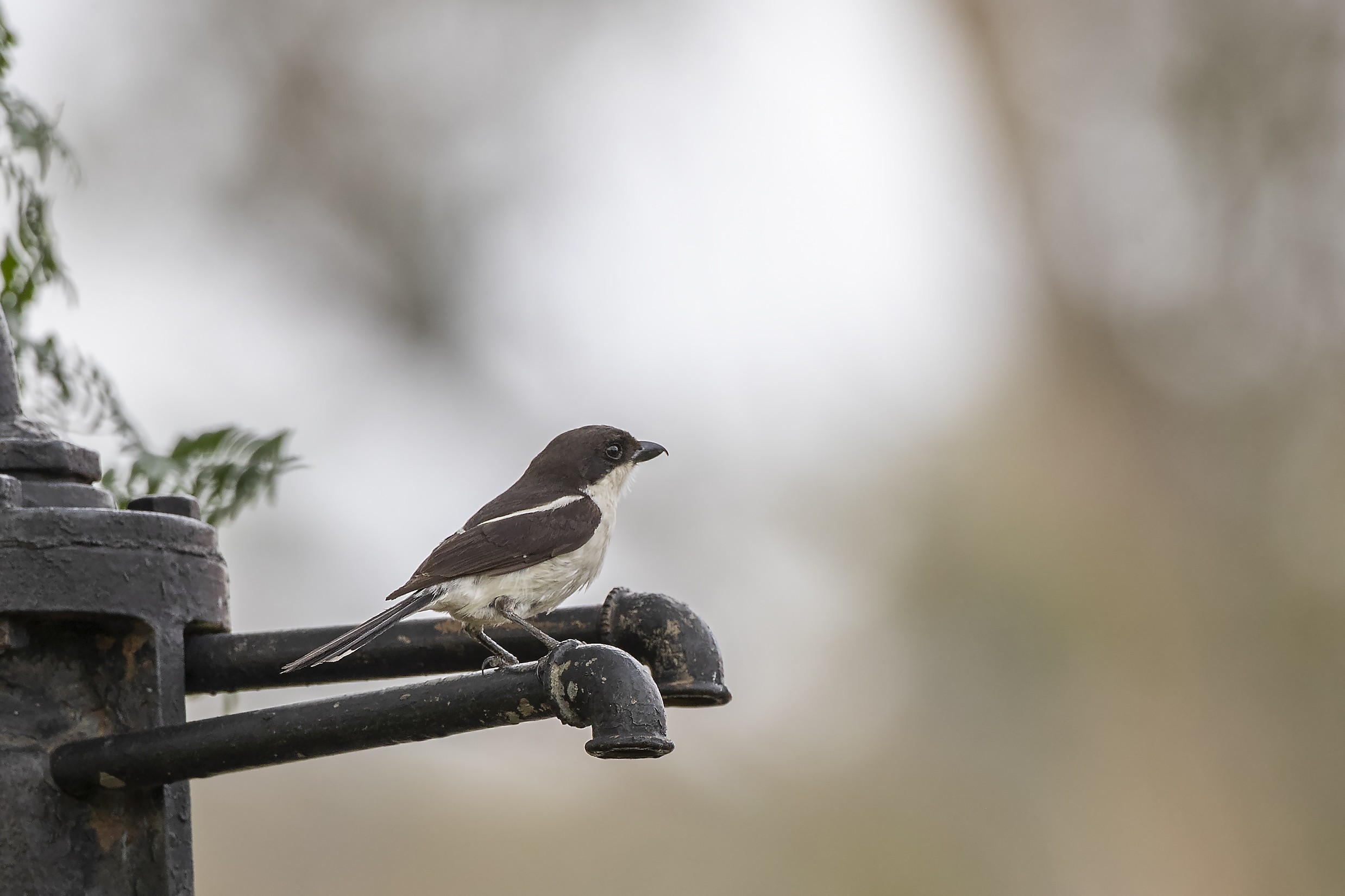 Common Fiscal