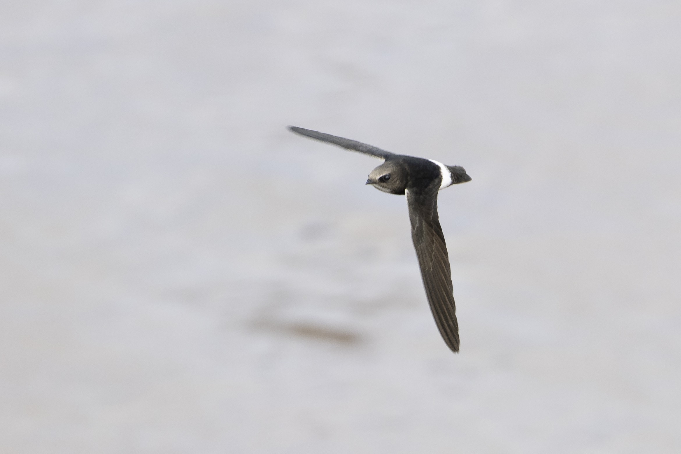 Northern House Martin