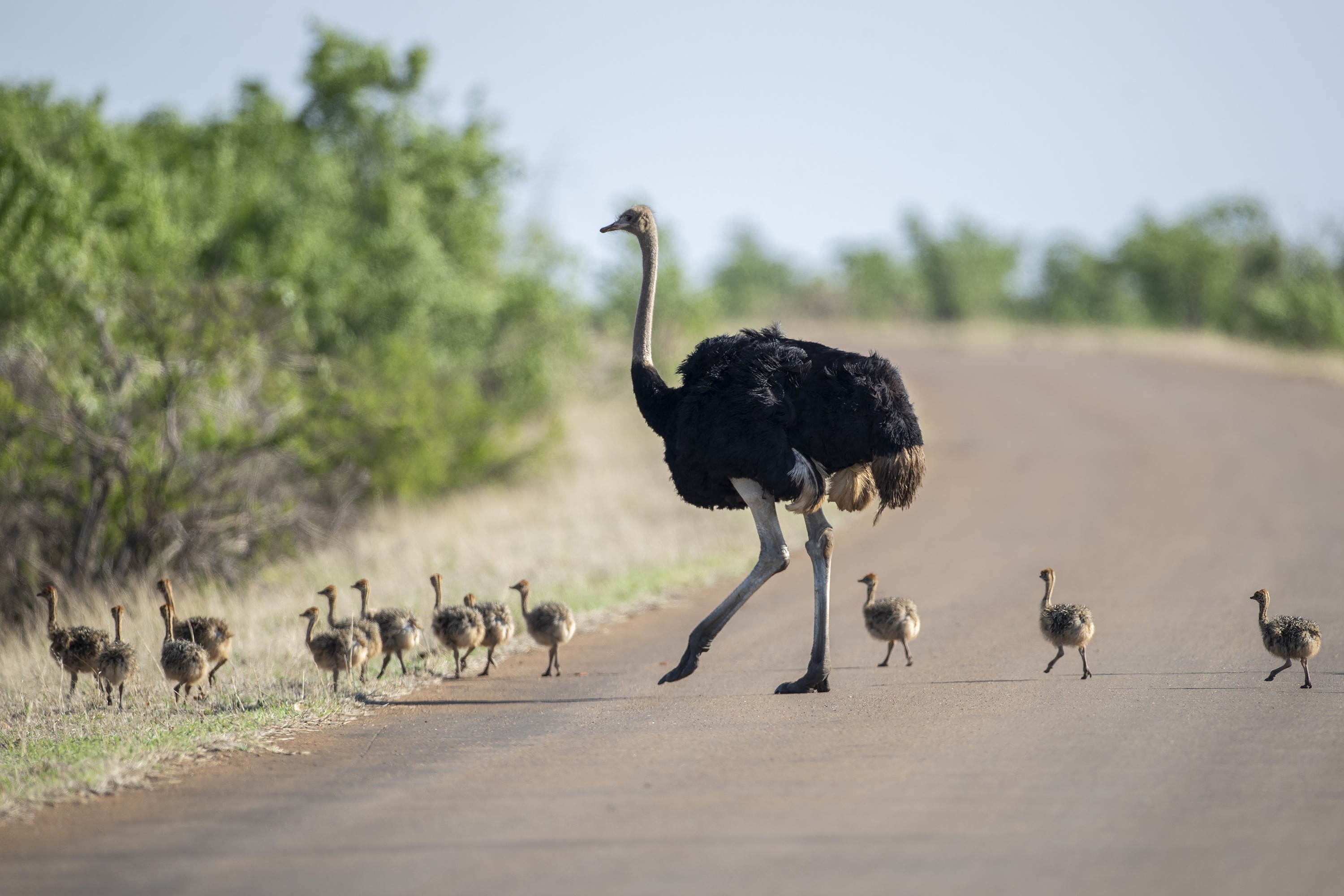 Common Ostrich — Ana fotoğraf