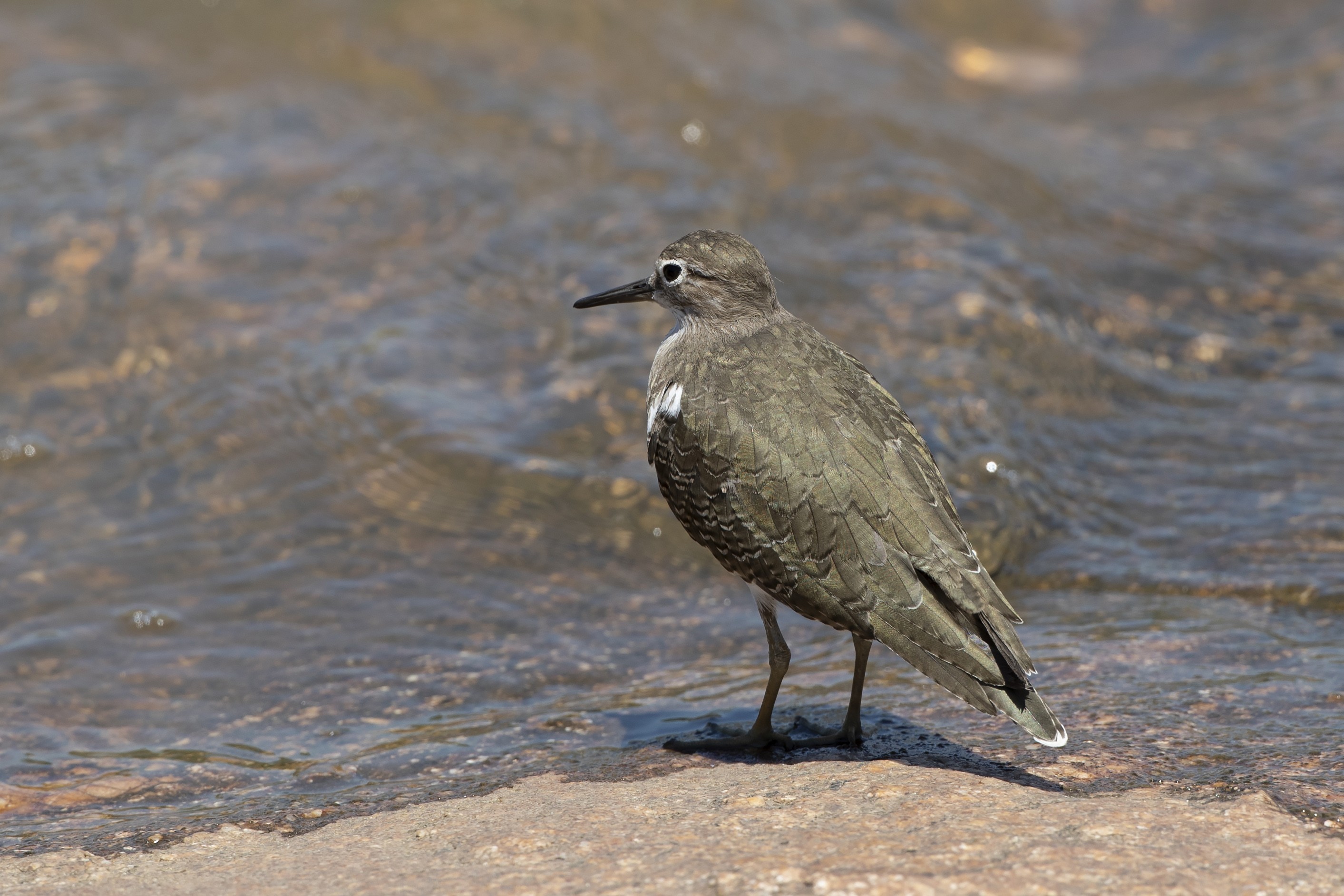 Common Sandpiper