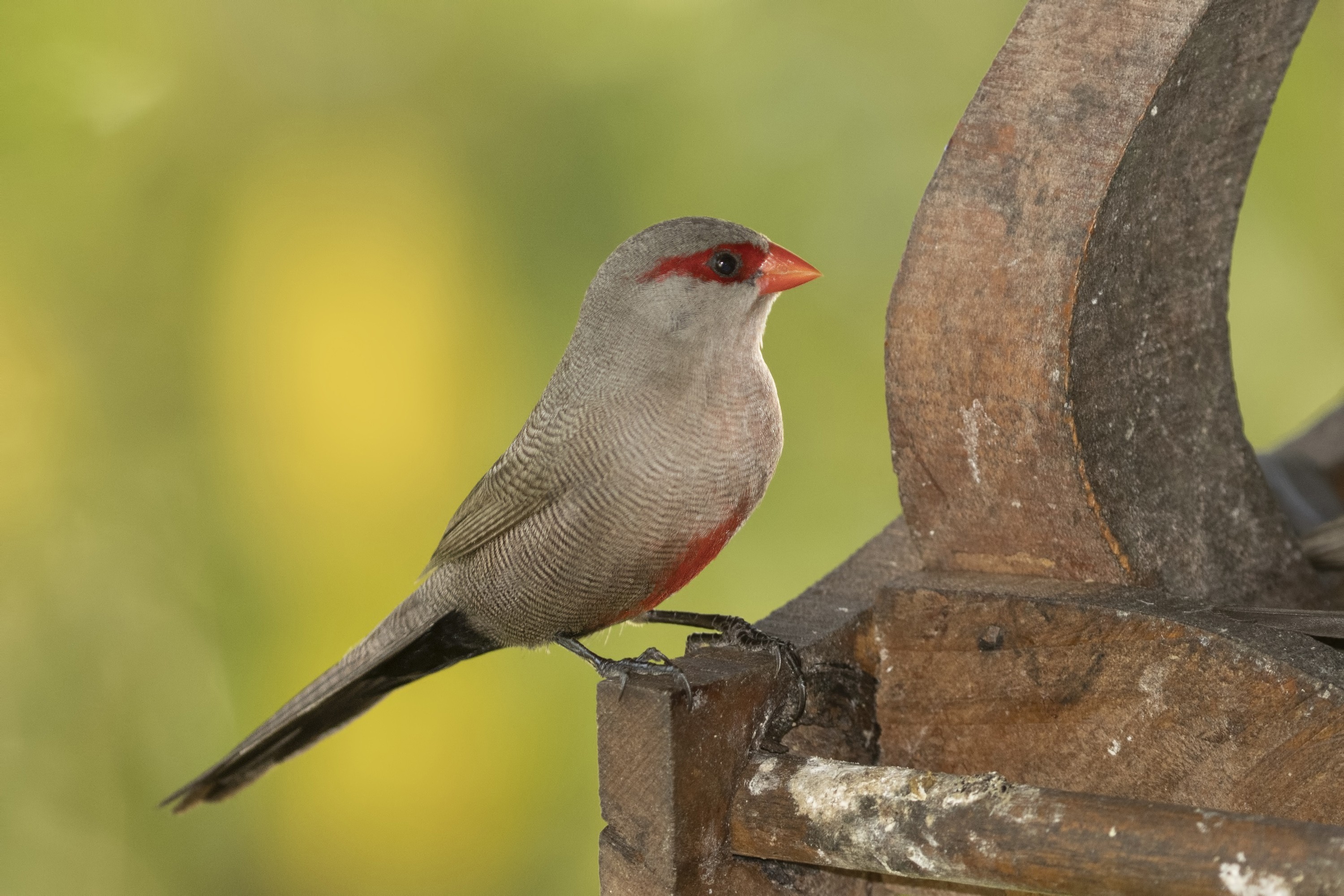 Common Waxbill — Ana fotoğraf