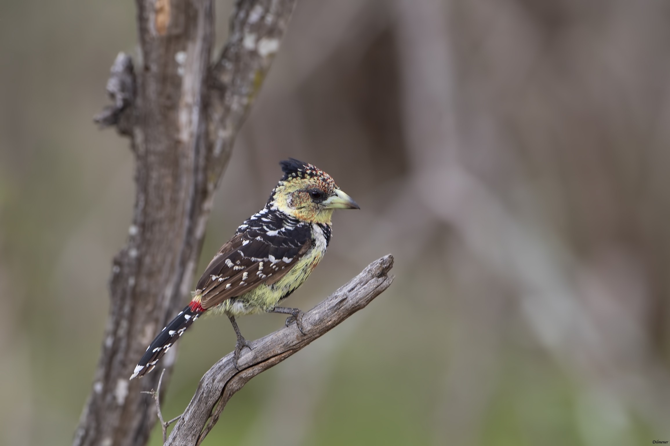 Crested Barbet — Ana fotoğraf