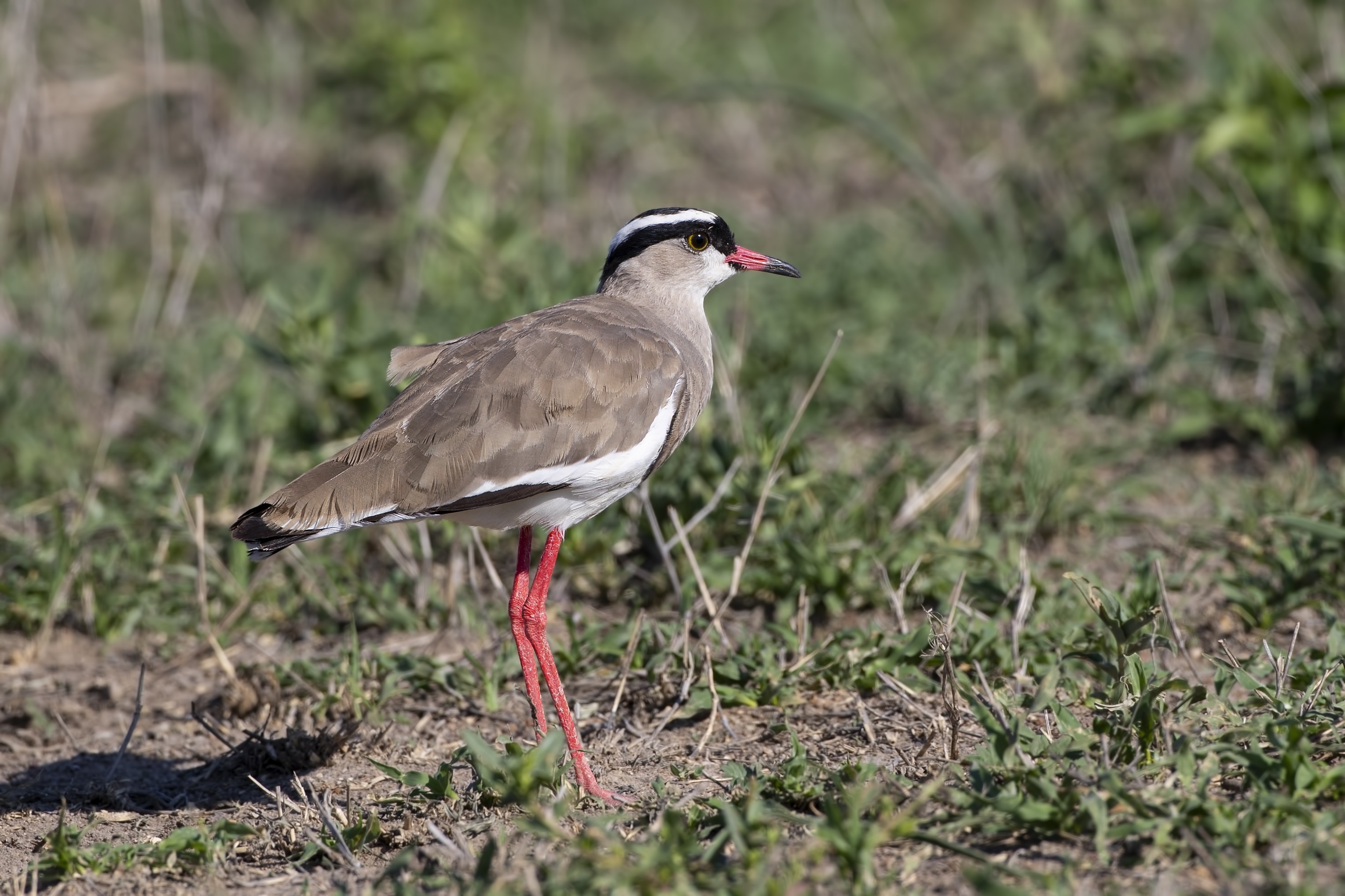 Crowned Lapwing — Ana fotoğraf