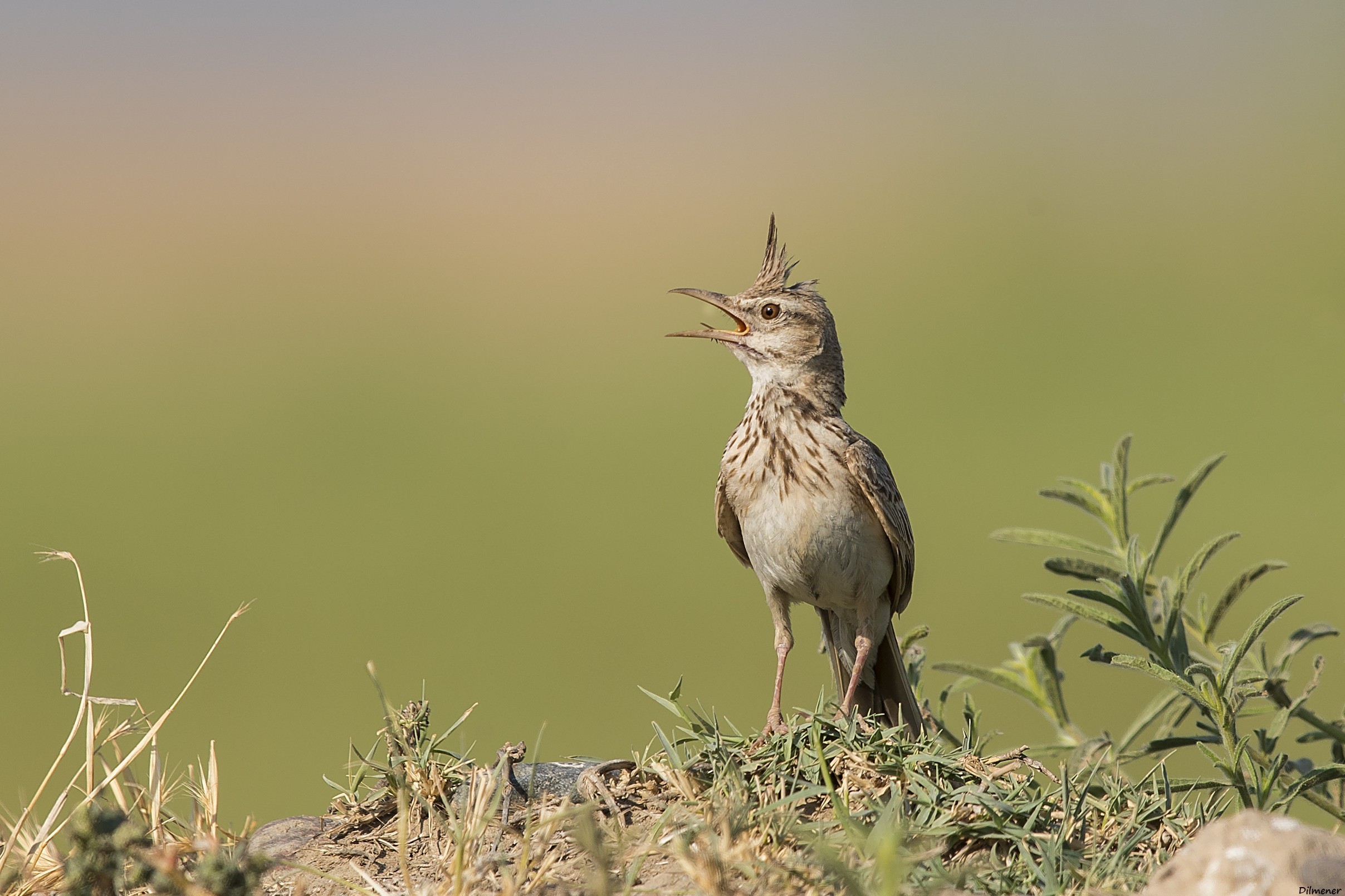 Crested Lark