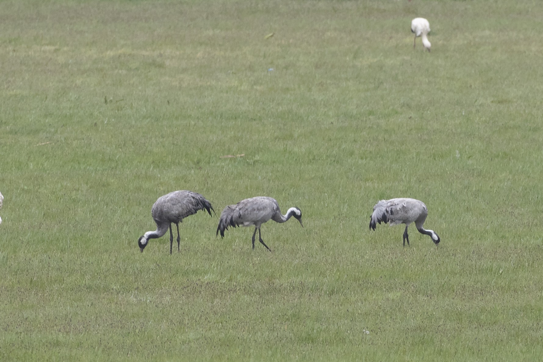 Common Crane