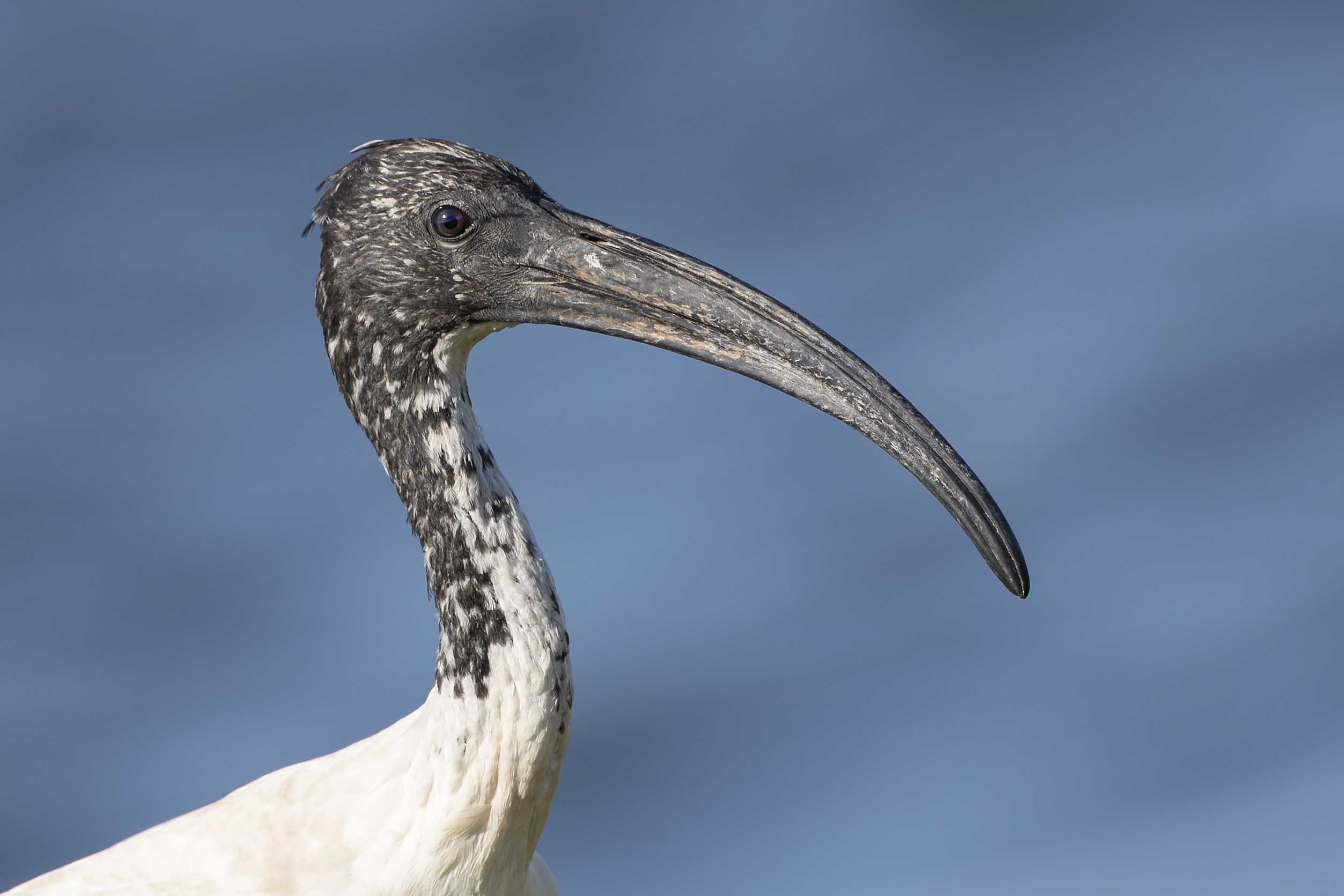 African Sacred Ibis