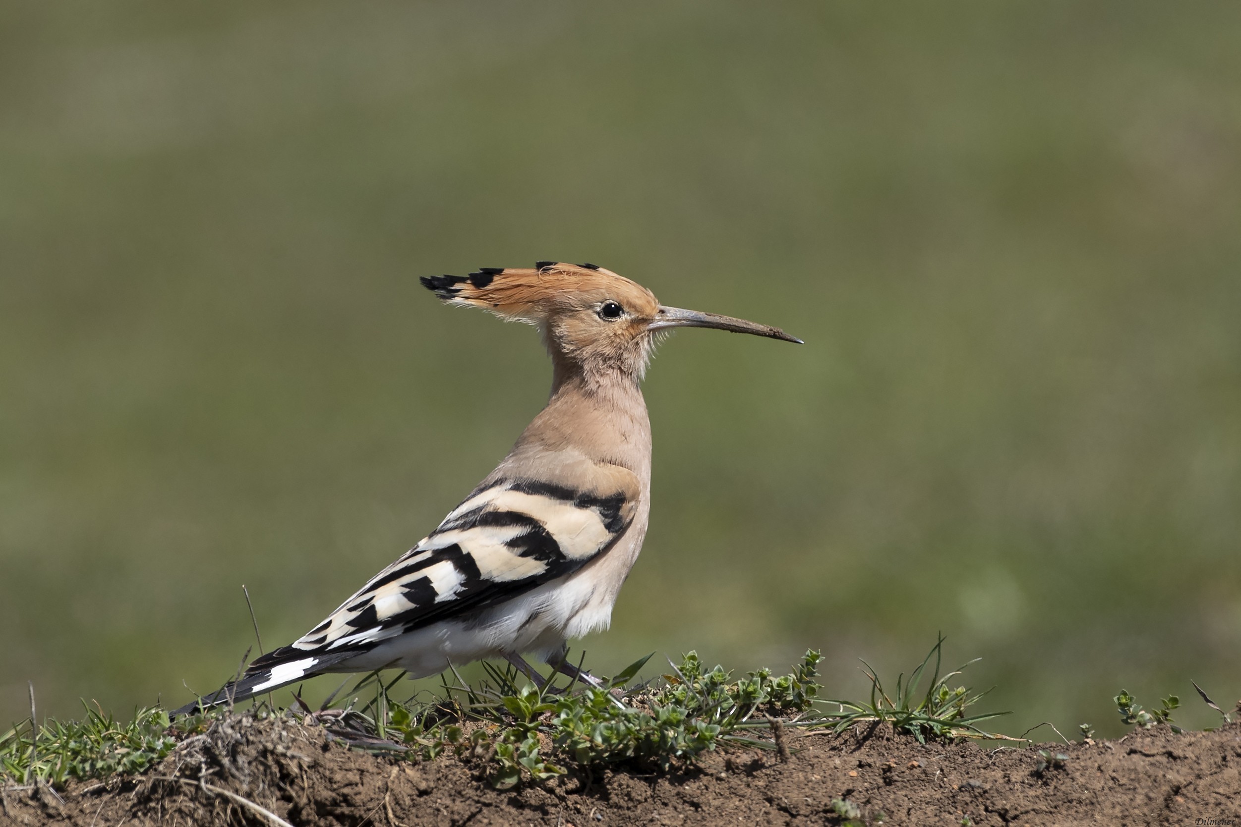 Eurasian Hoopoe