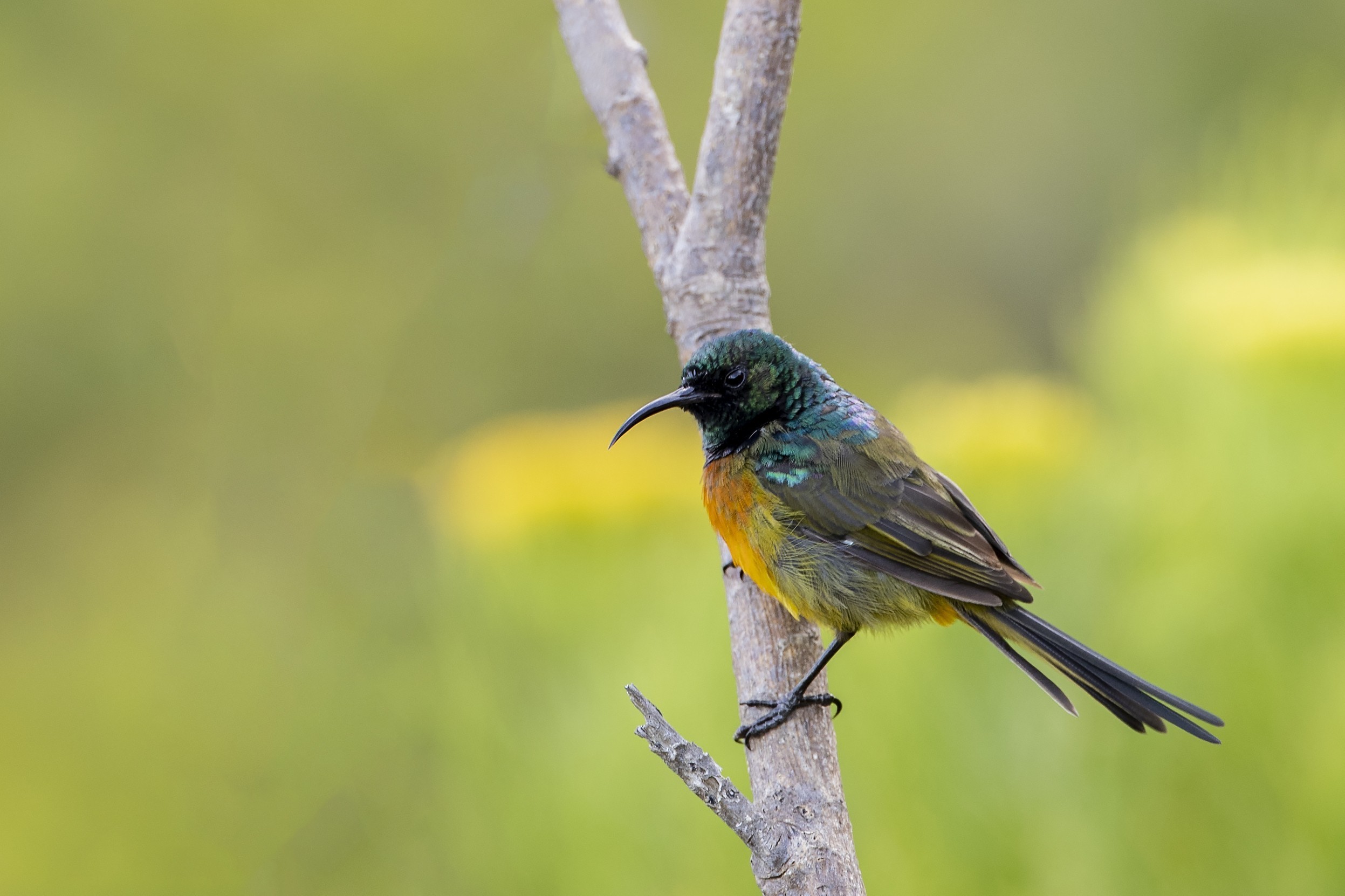 Orange-breasted Sunbird