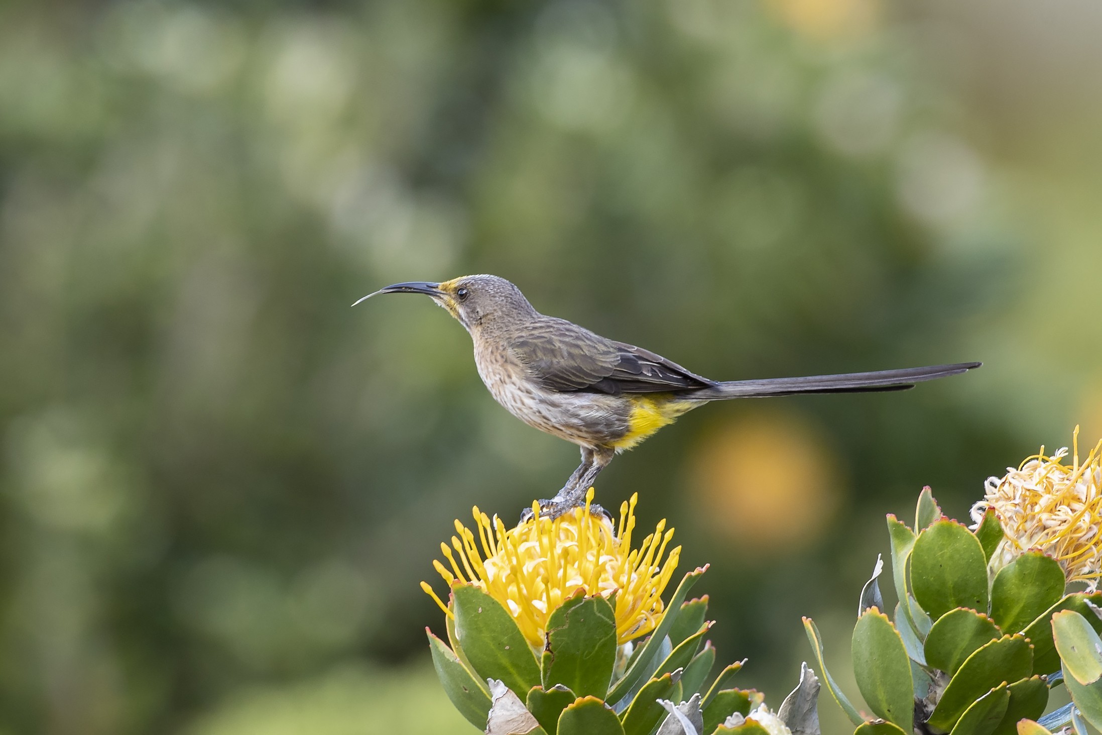 Cape Sugarbird