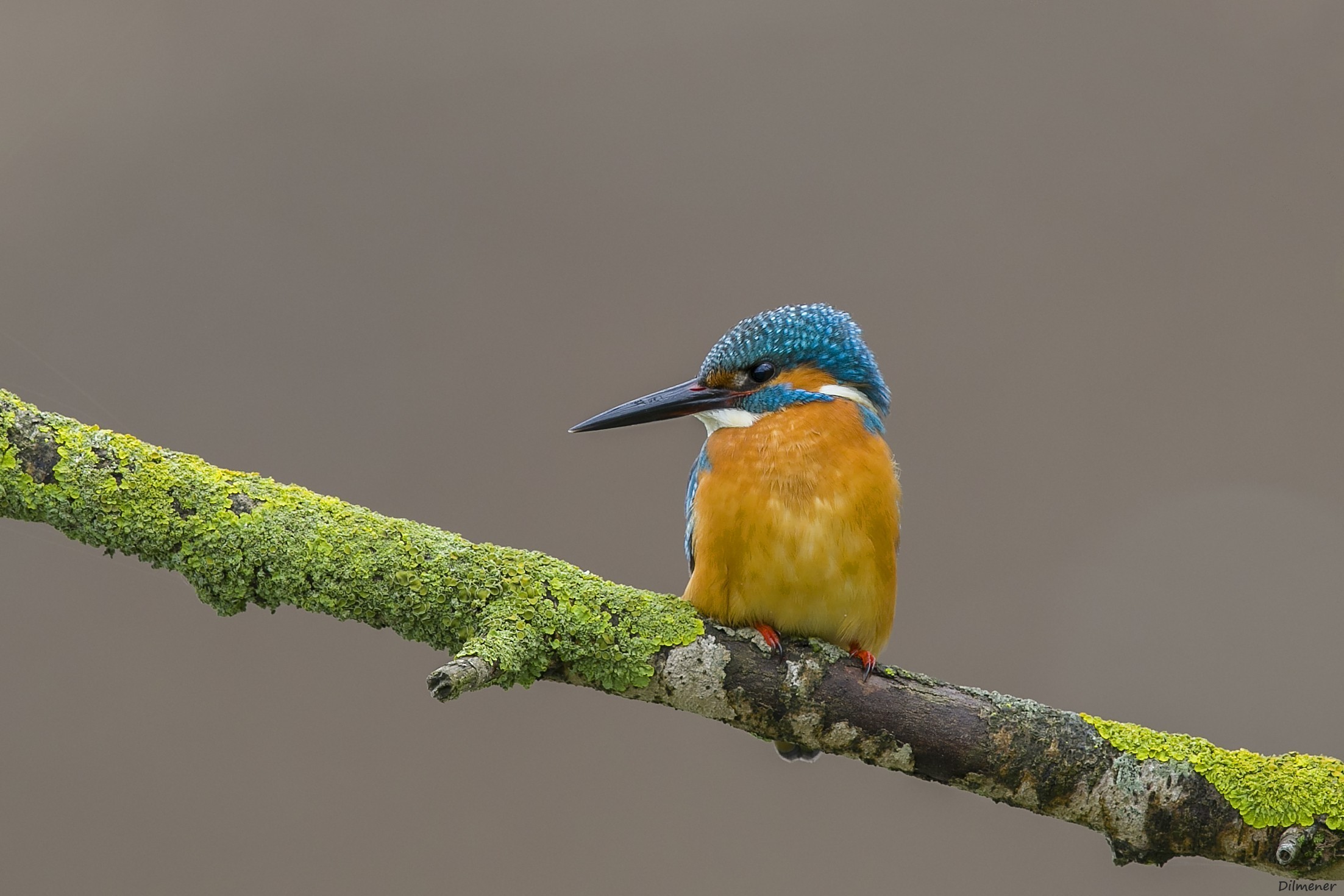 Common Kingfisher