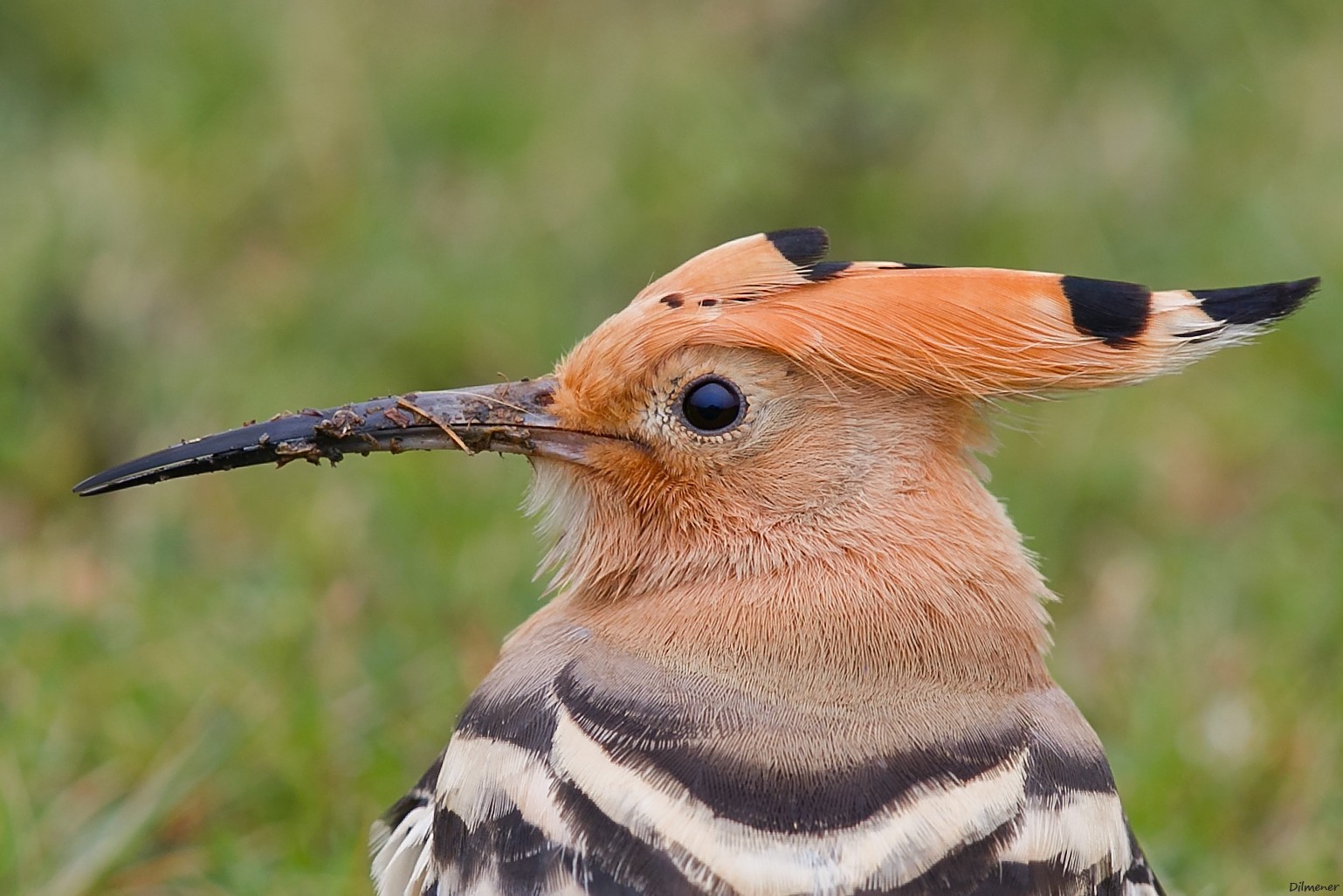 Eurasian Hoopoe