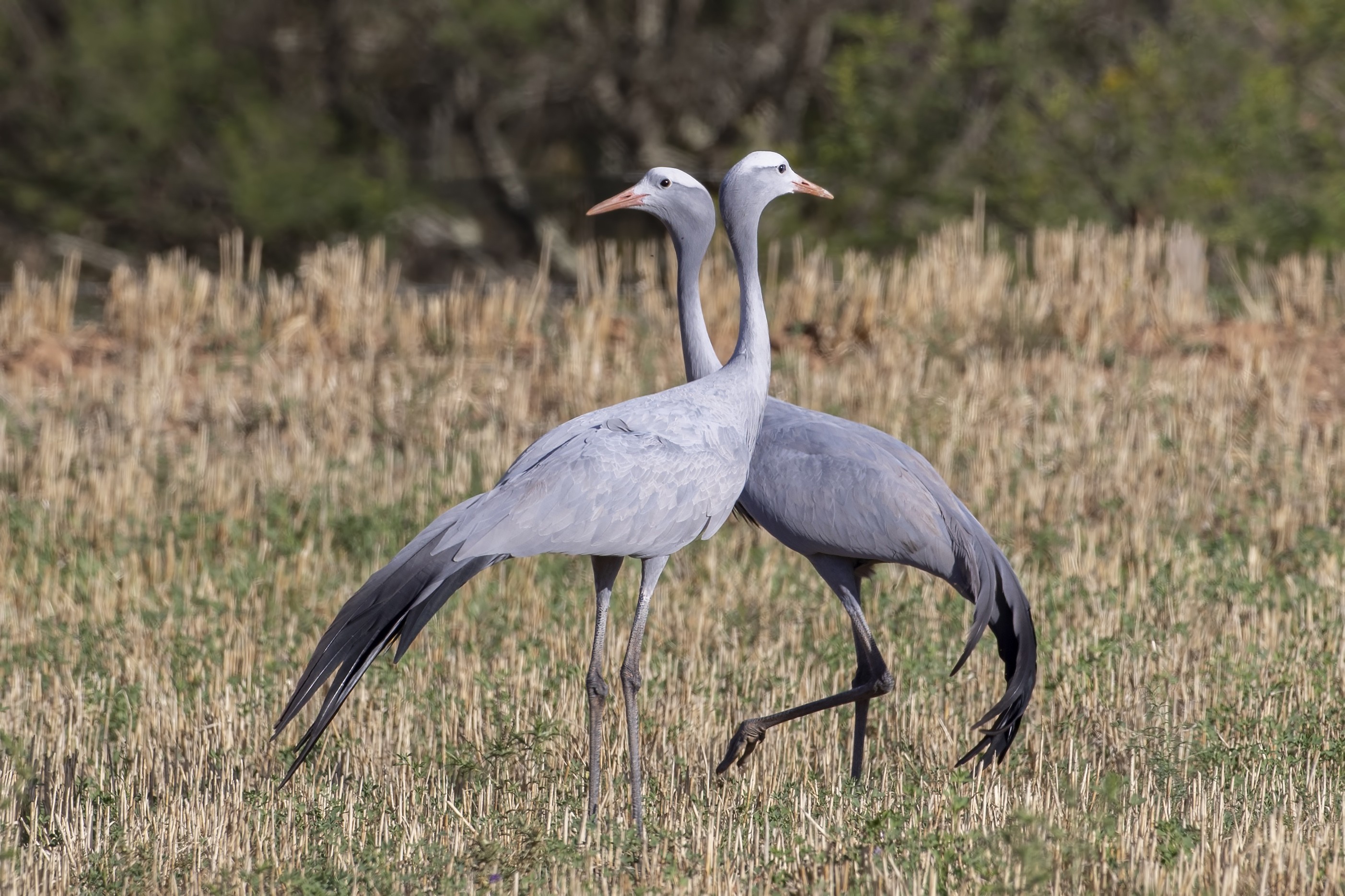 Blue Crane