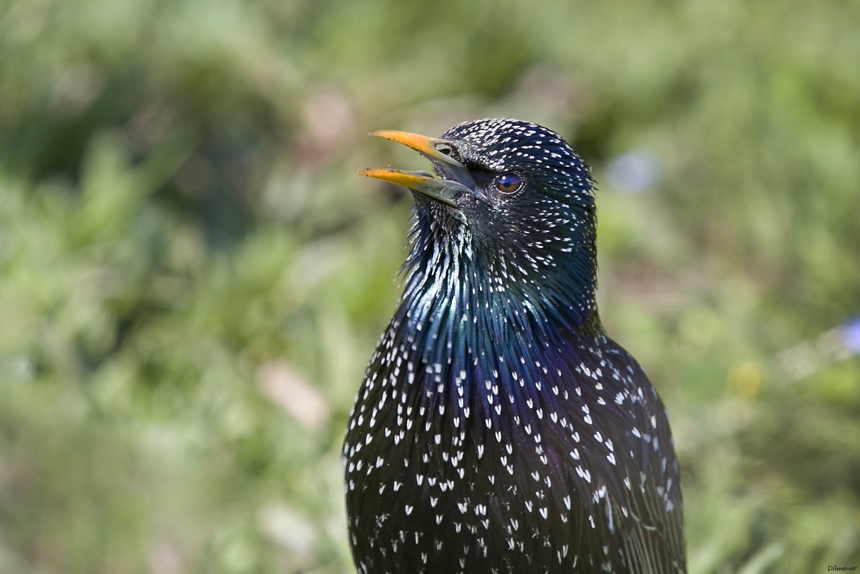 European Starling