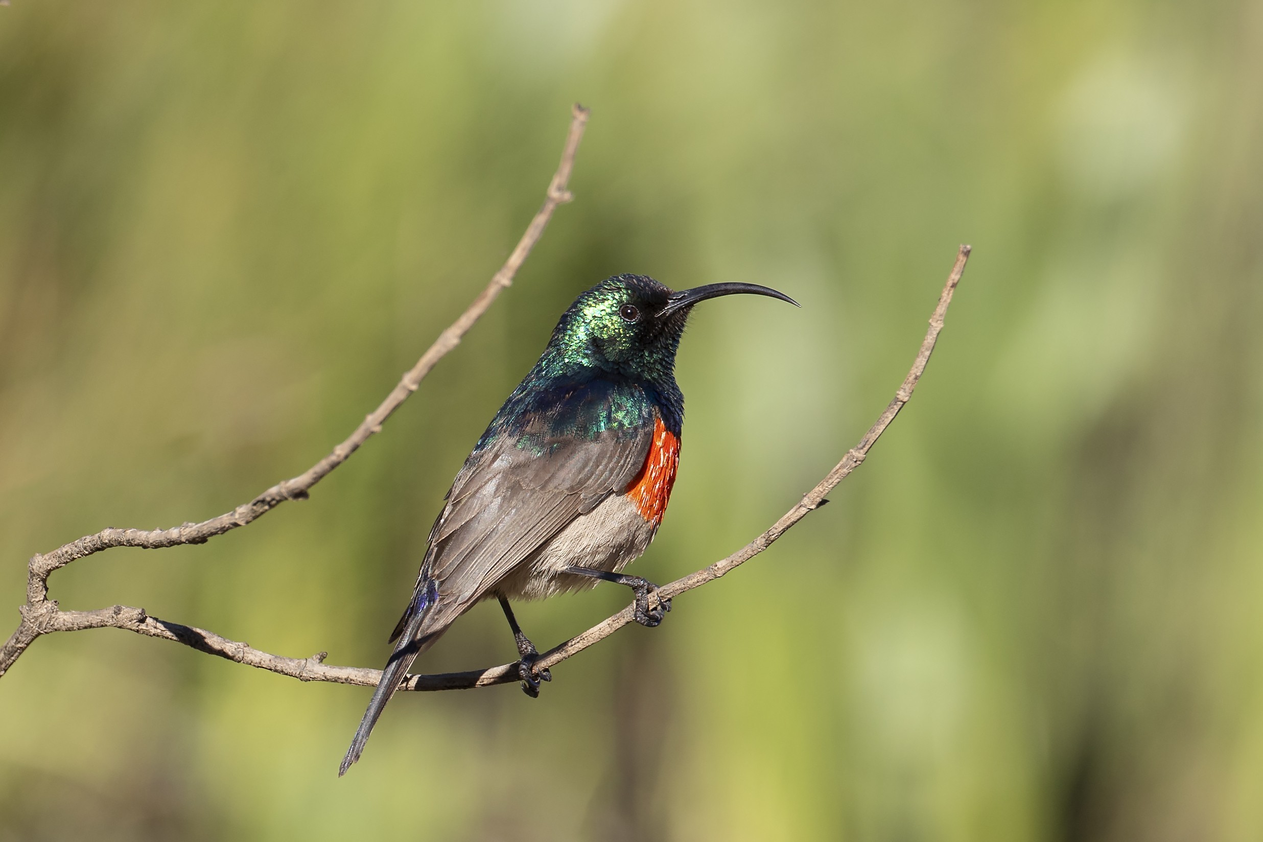 Greater Double-collared Sunbird — Ana fotoğraf