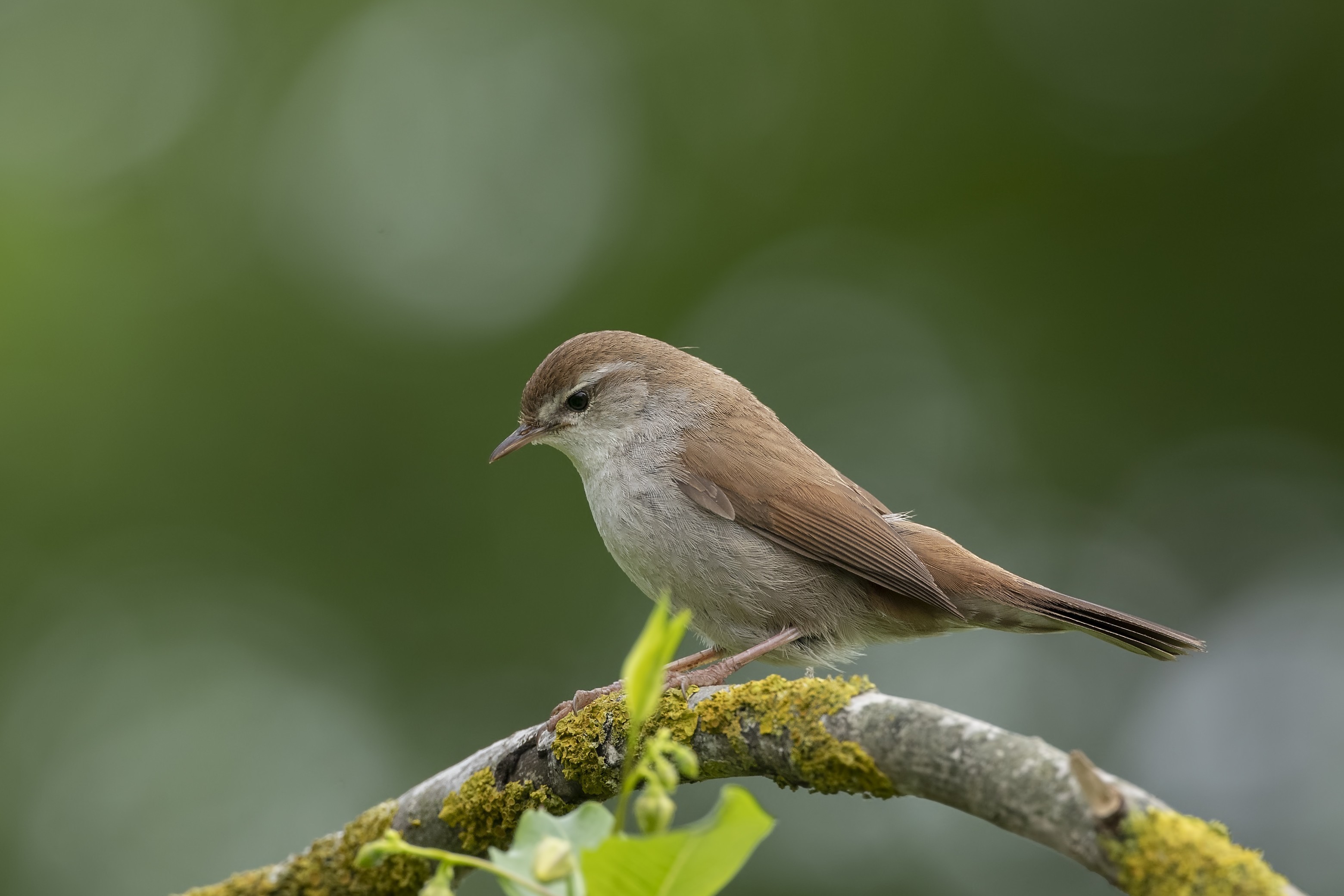 Cetti's Warbler
