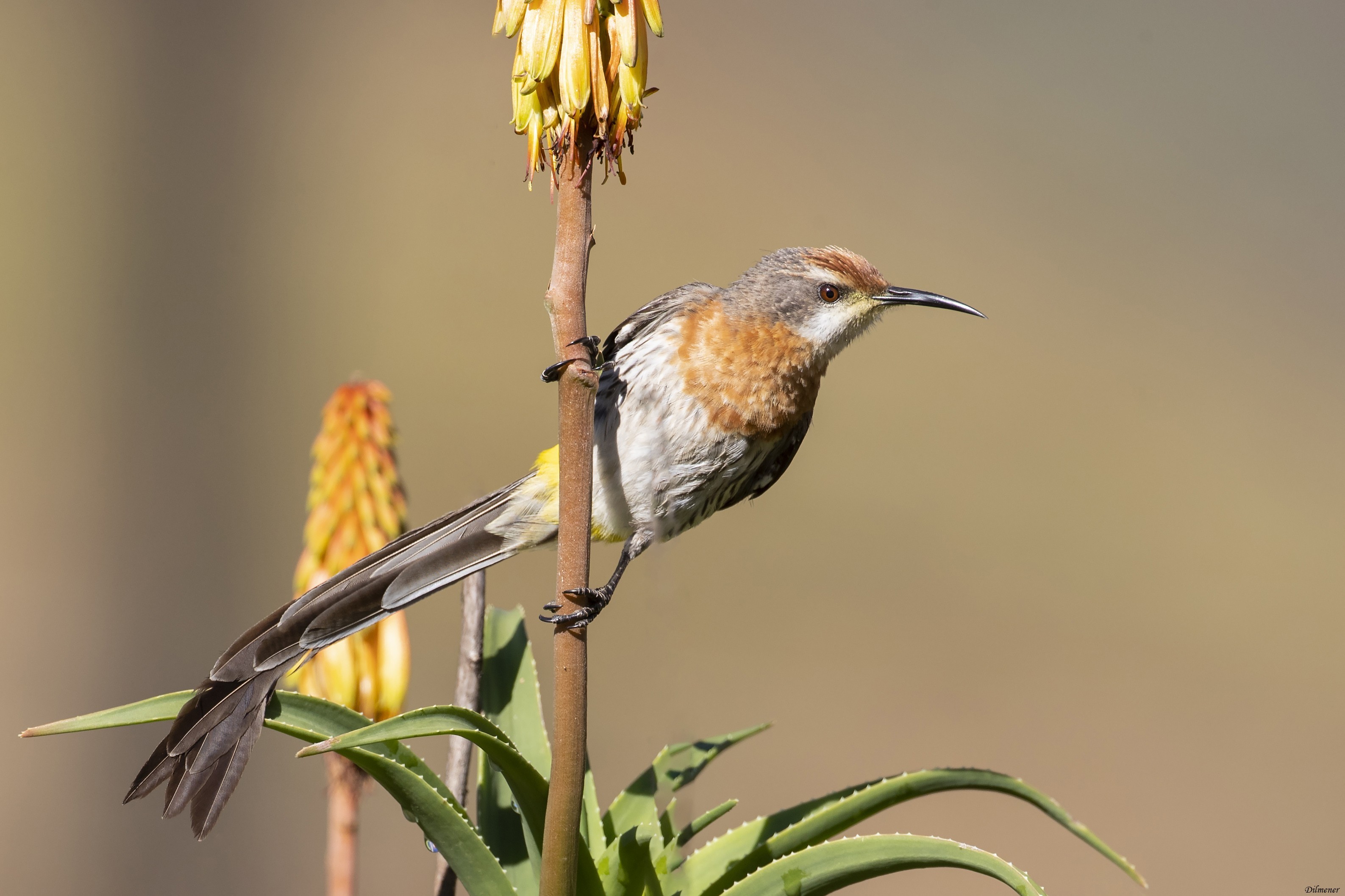 Gurney's Sugarbird — Ana fotoğraf