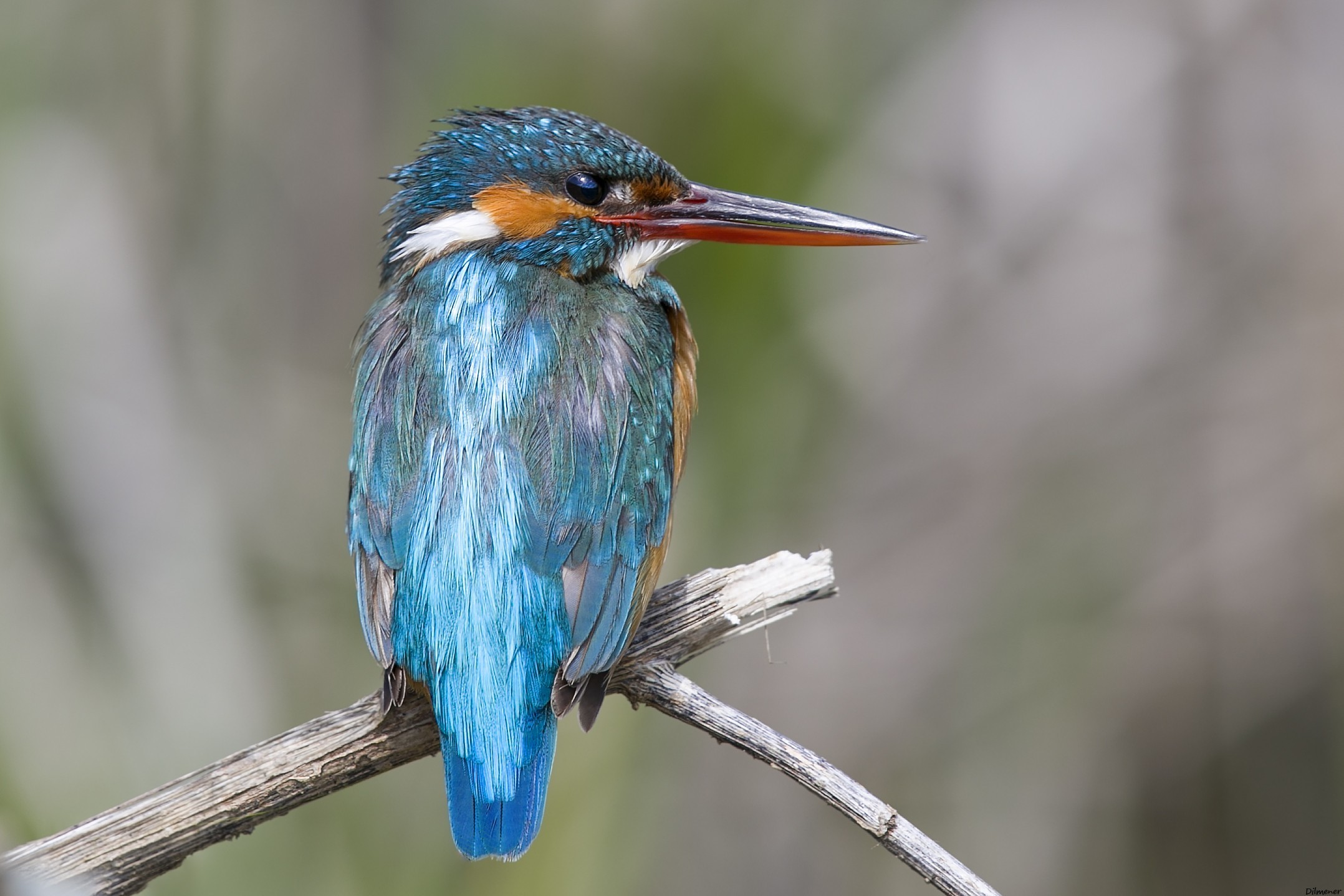 Common Kingfisher