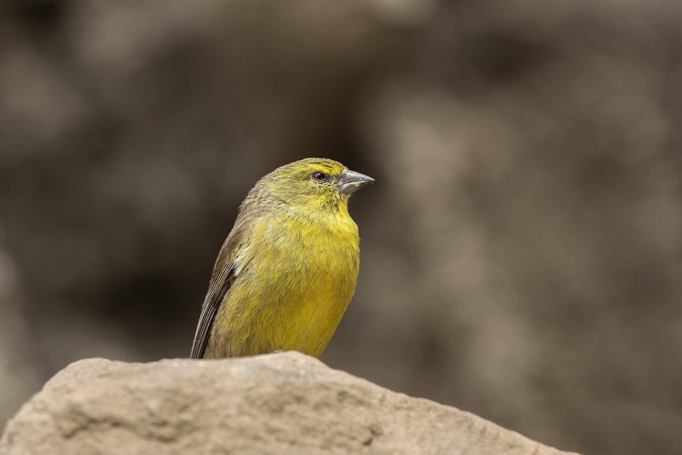 Yellow Canary
