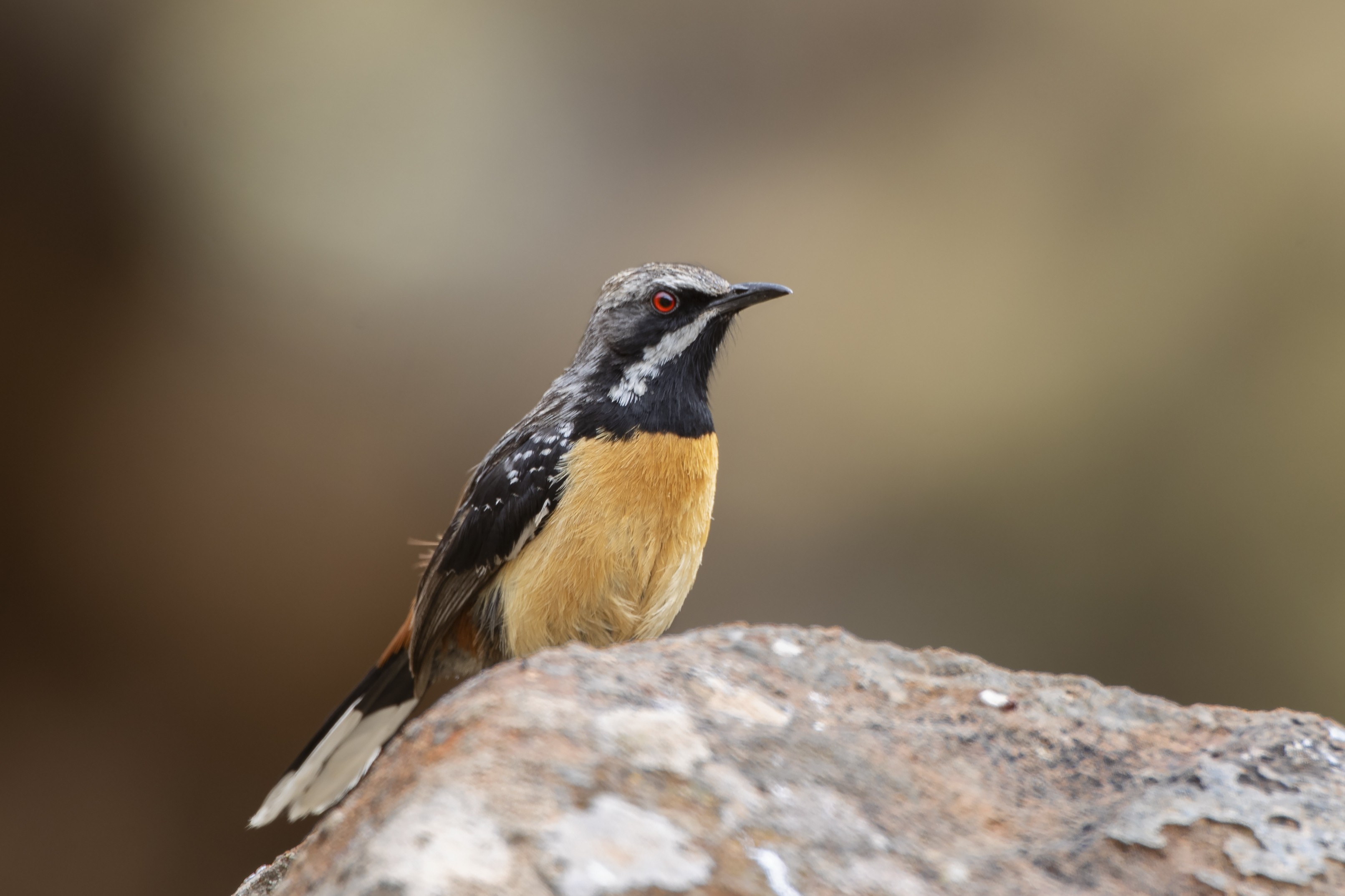 Cape Rockjumper