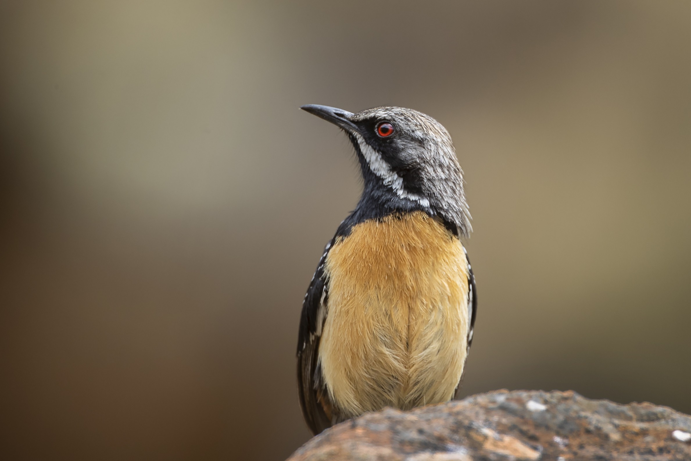 Cape Rockjumper
