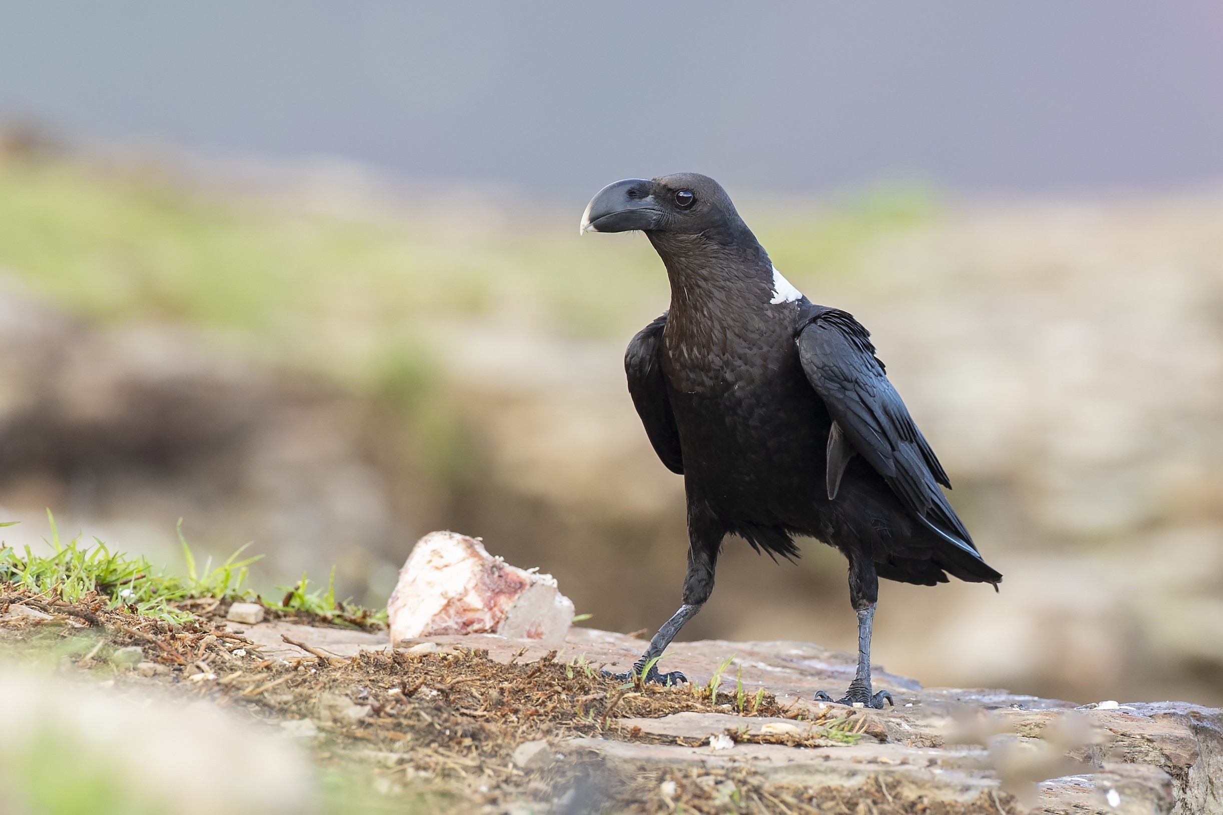 White-necked Raven