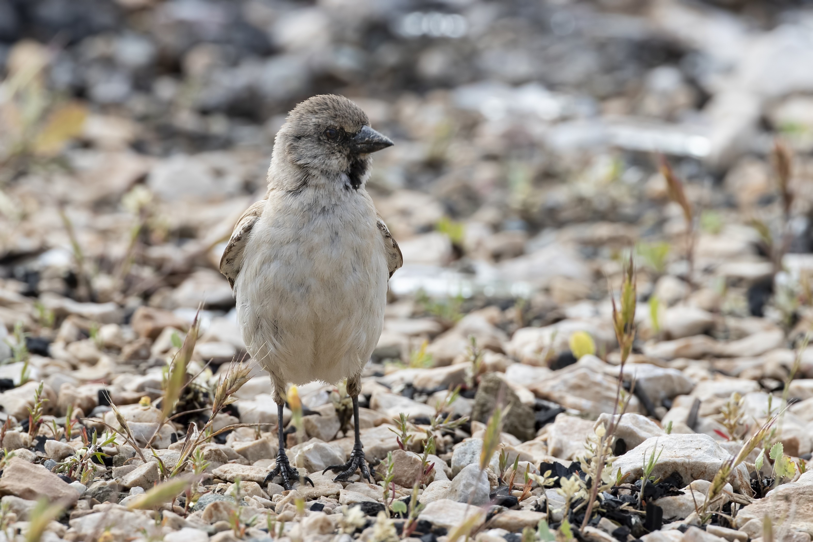 White-winged Snowfinch