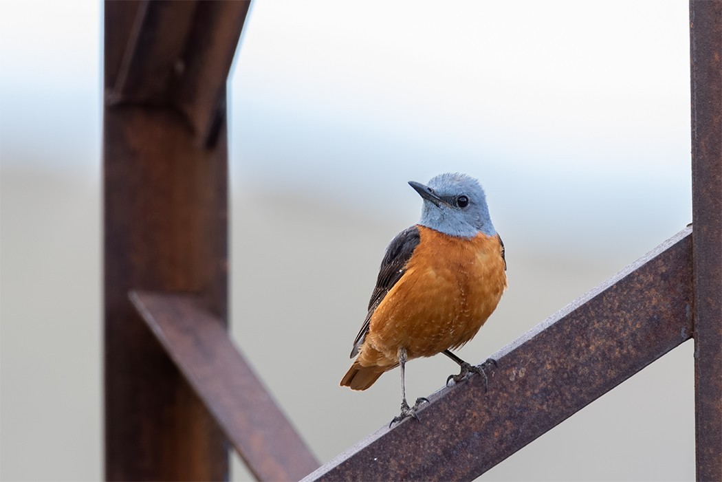 Rufous-tailed Rock-Thrush — Ana fotoğraf