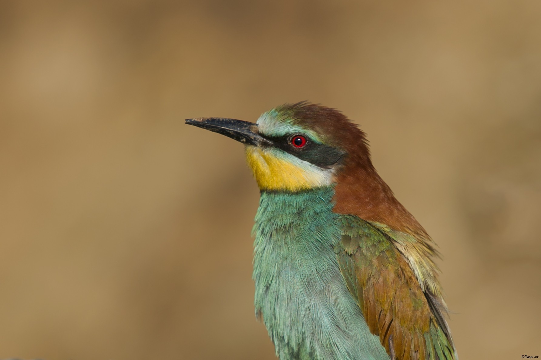 European Bee-eater