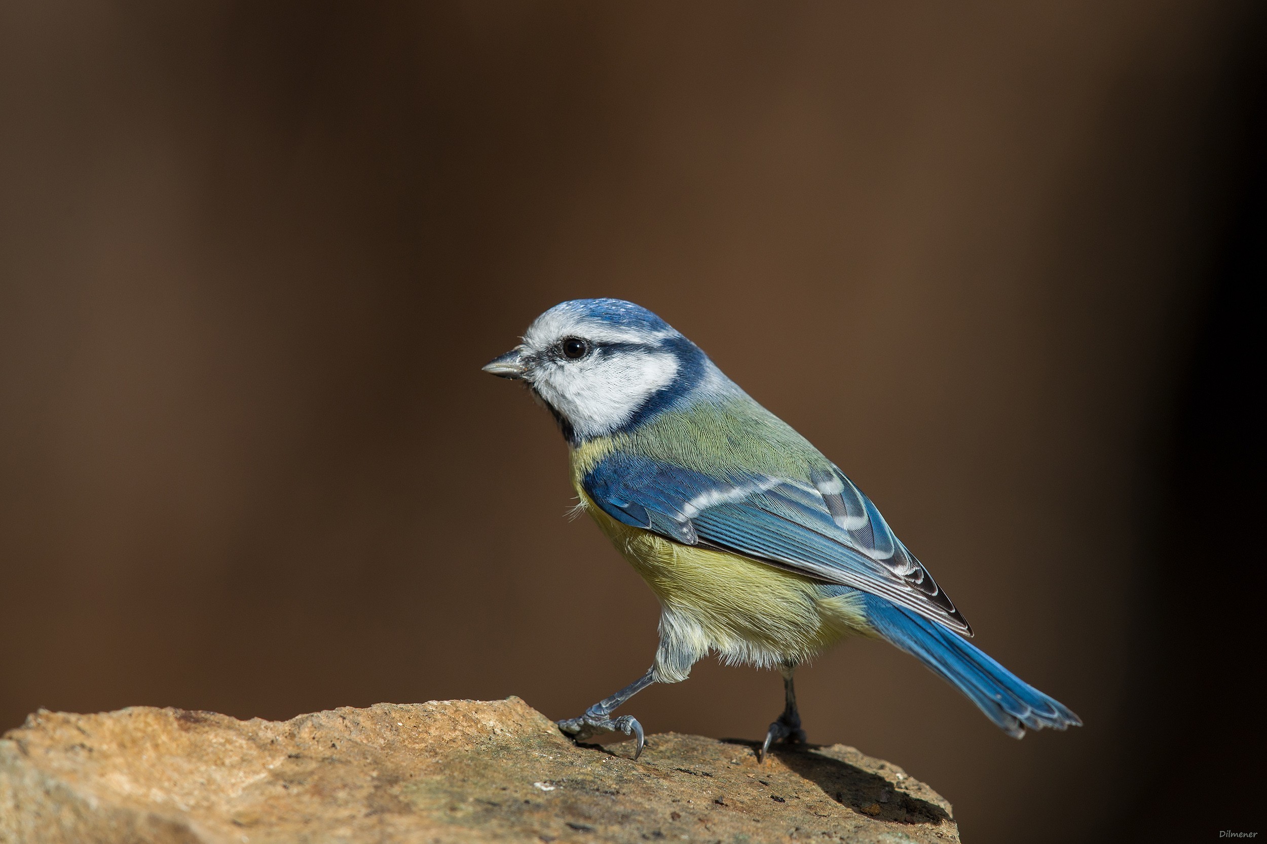 Eurasian Blue Tit