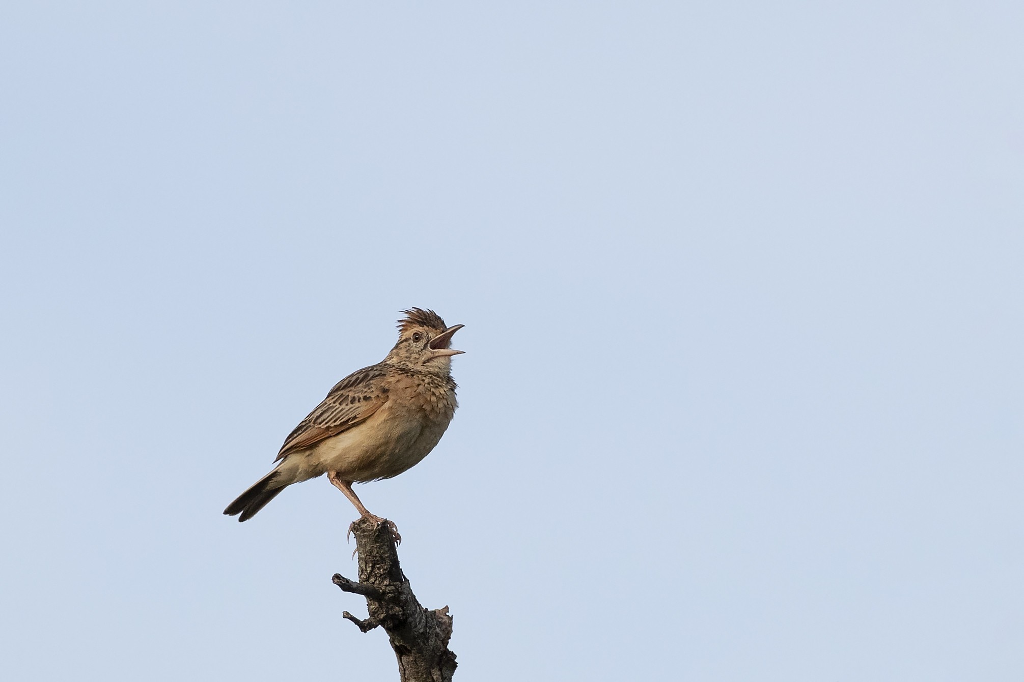 Eleonora's Falcon — Ana fotoğraf