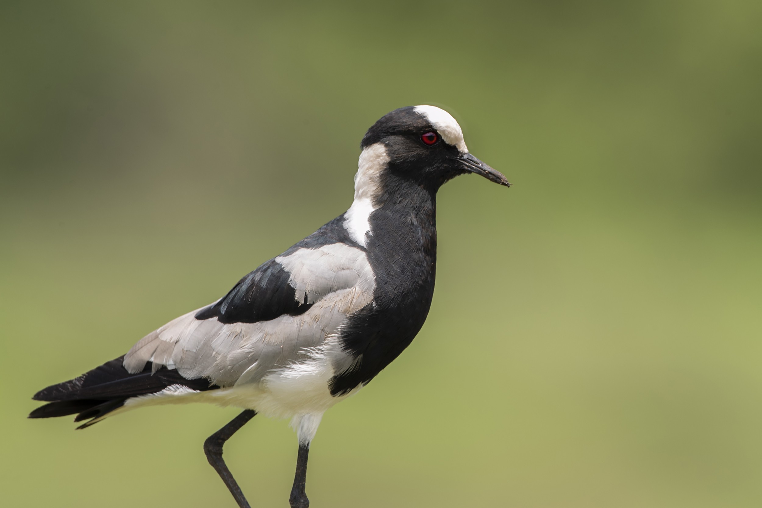 Blacksmith Lapwing