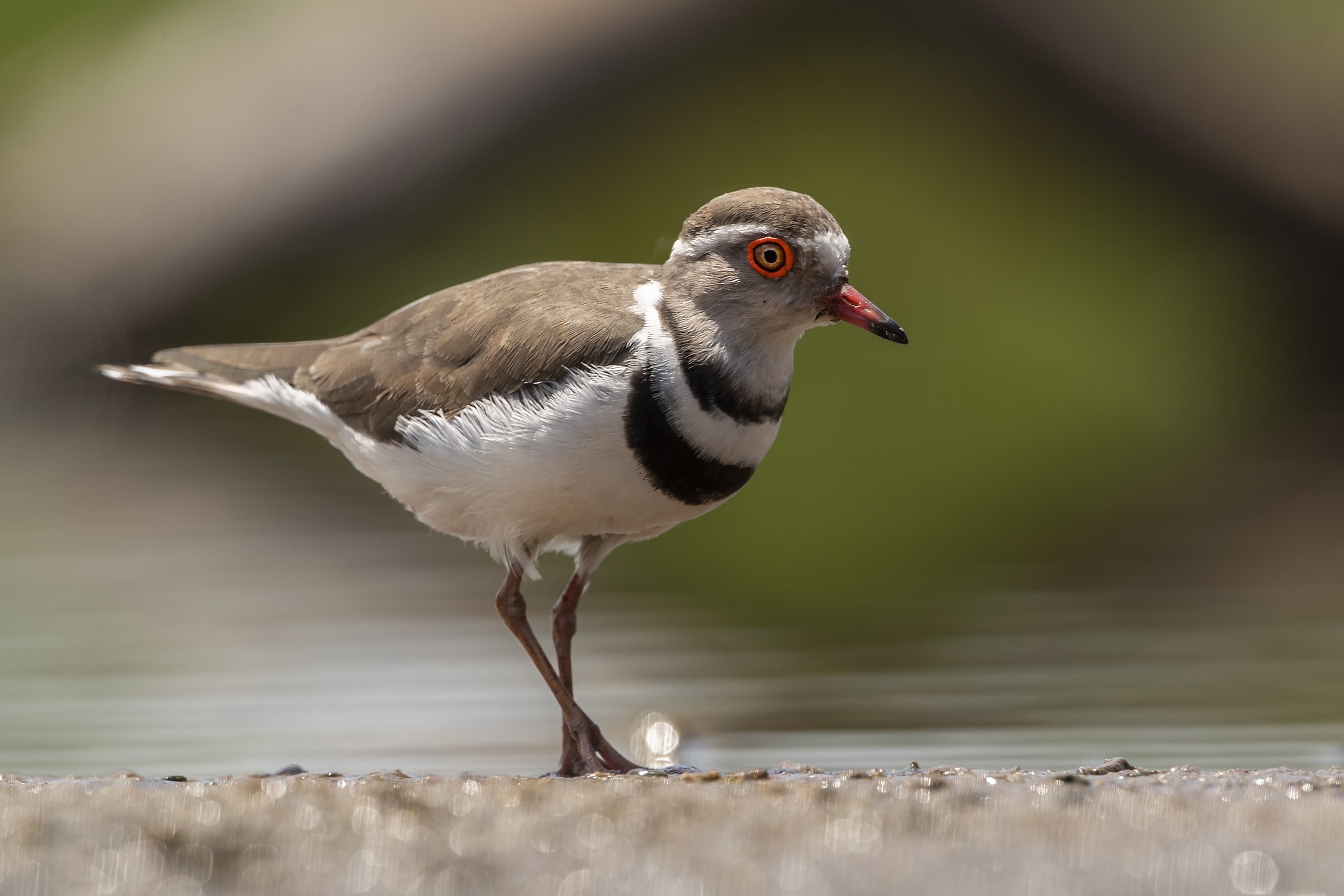 African Three-banded Plover
