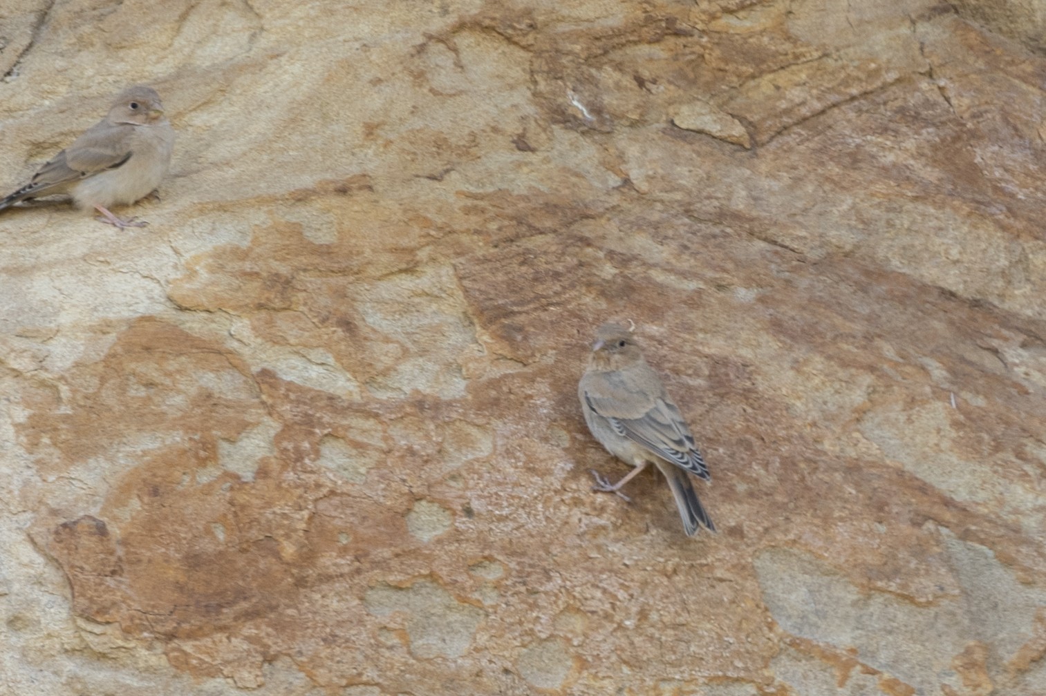 Mongolian Finch