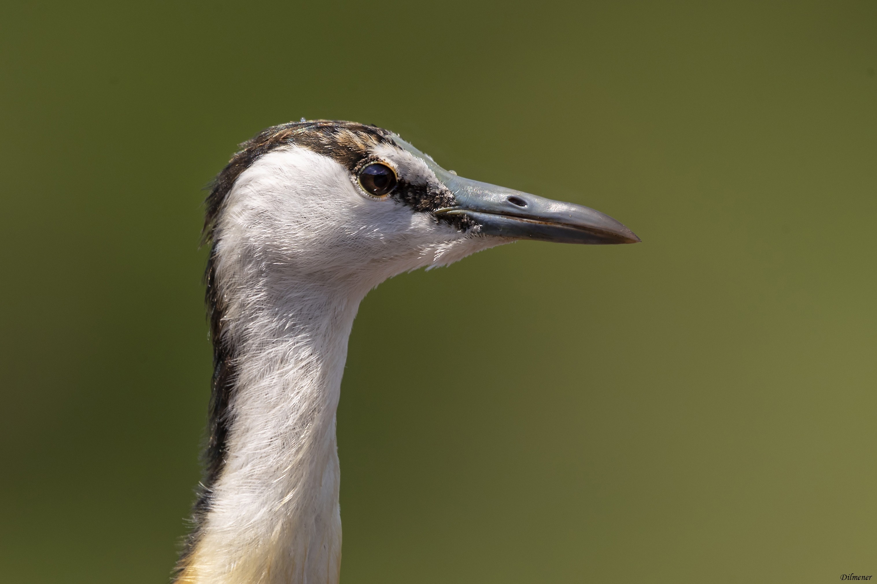 African Jacana