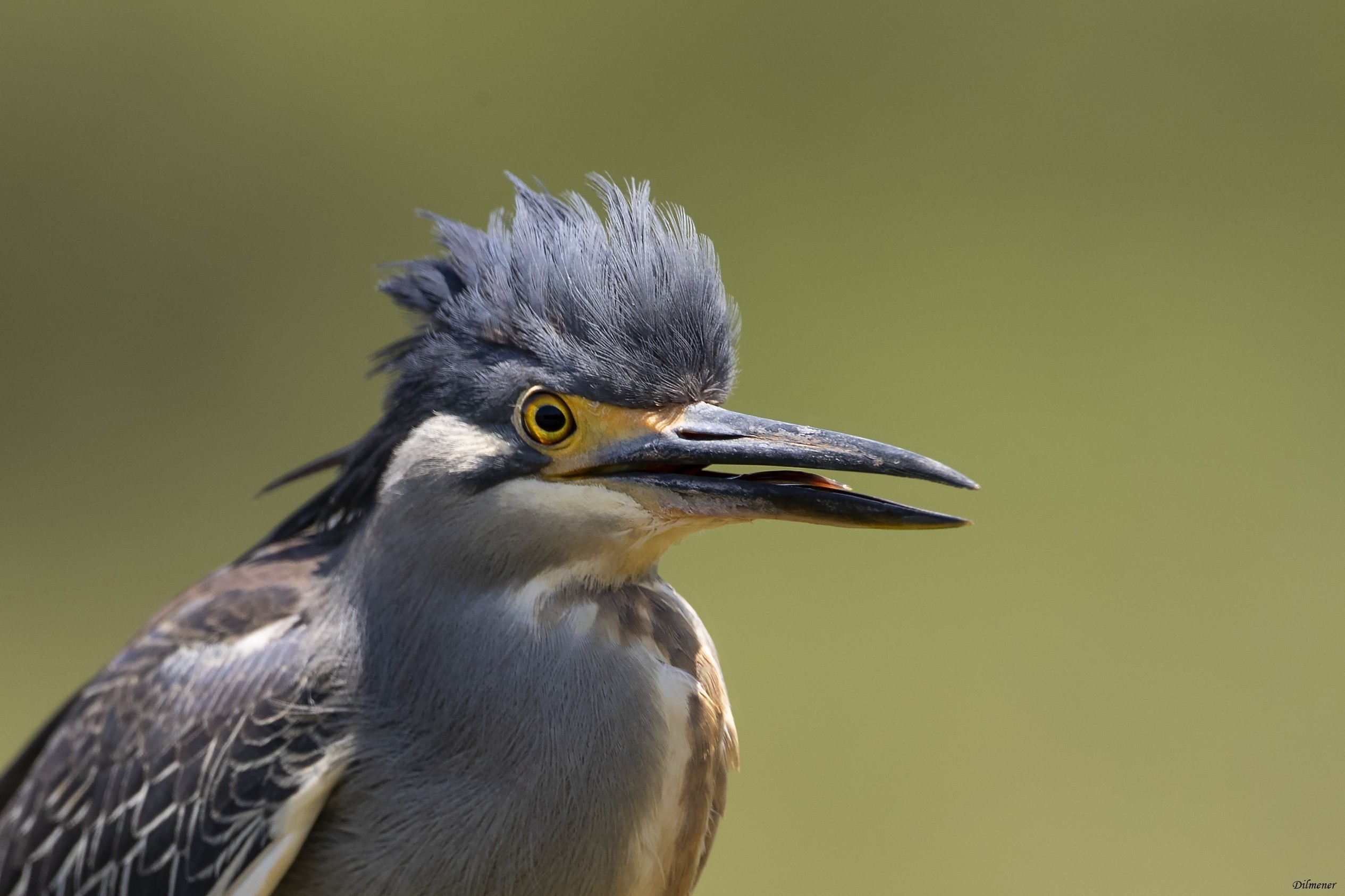 Green-backed Heron — Ana fotoğraf