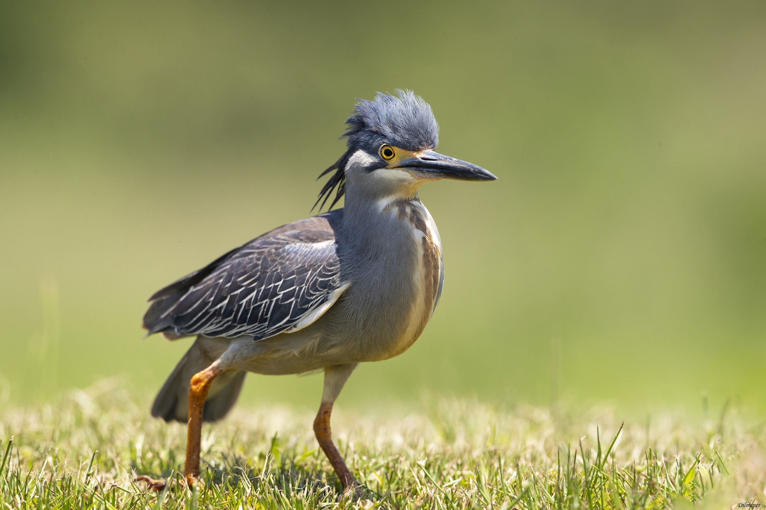 Green-backed Heron — Ana fotoğraf