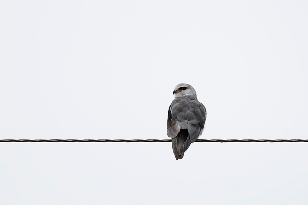 Black-winged Pratincole