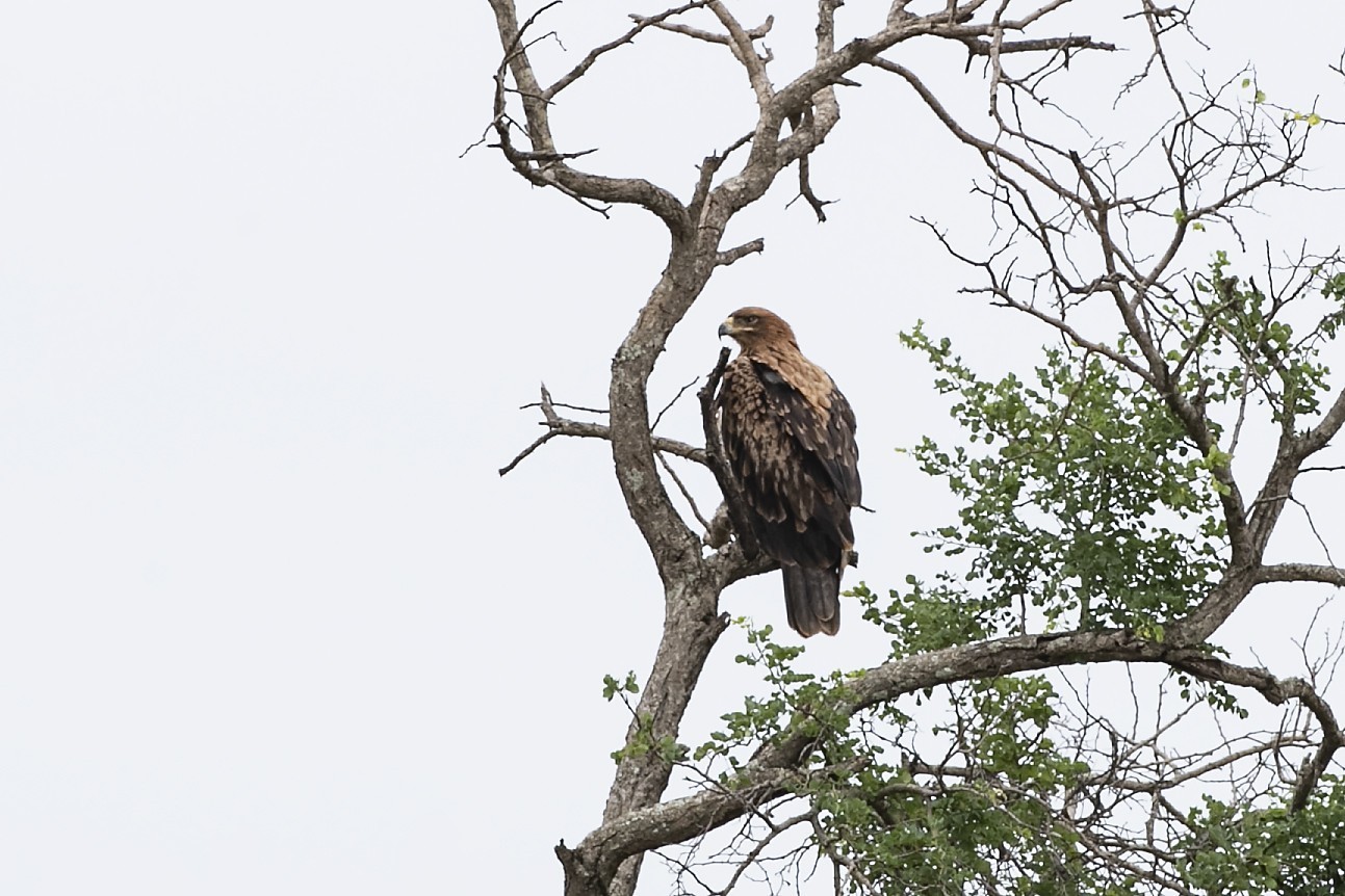 Eleonora's Falcon