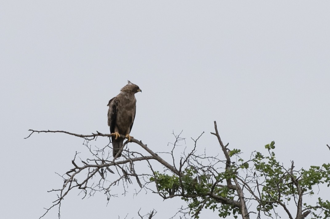 Eleonora's Falcon