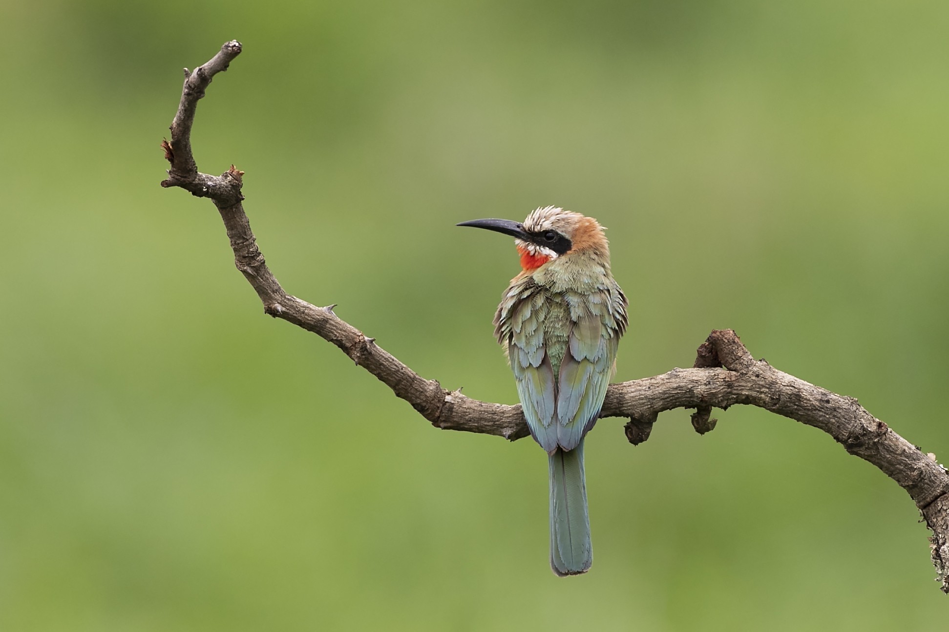 White-fronted Bee-eater